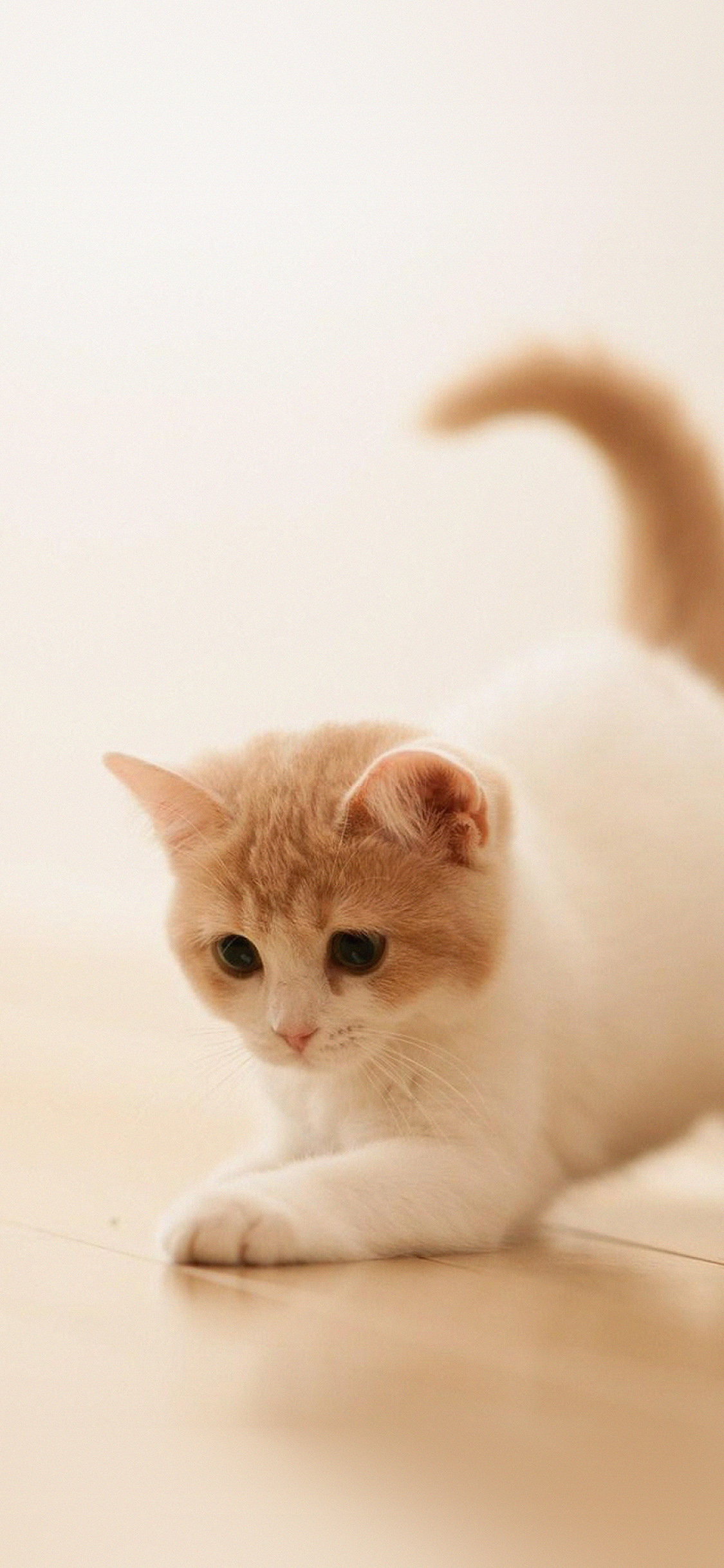 wallpaper. cute cat kitten animal