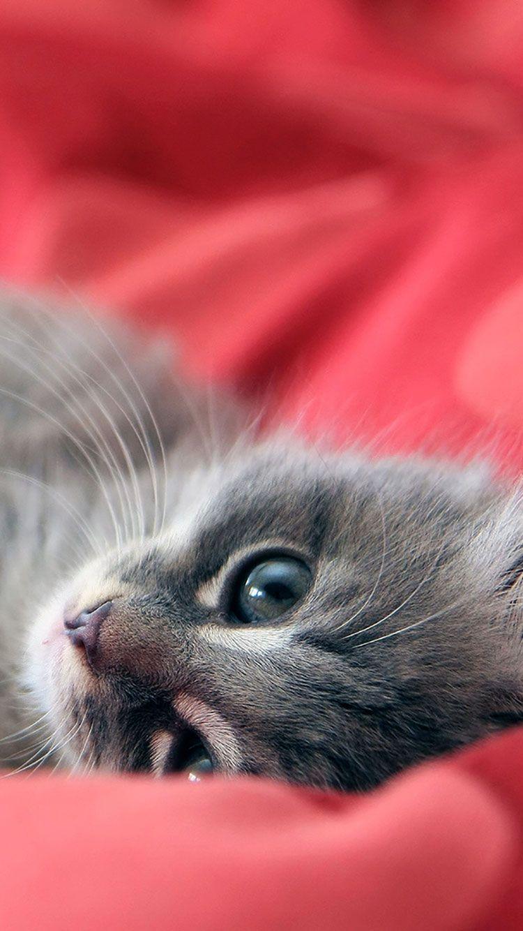 Cat iPhone Wallpaper