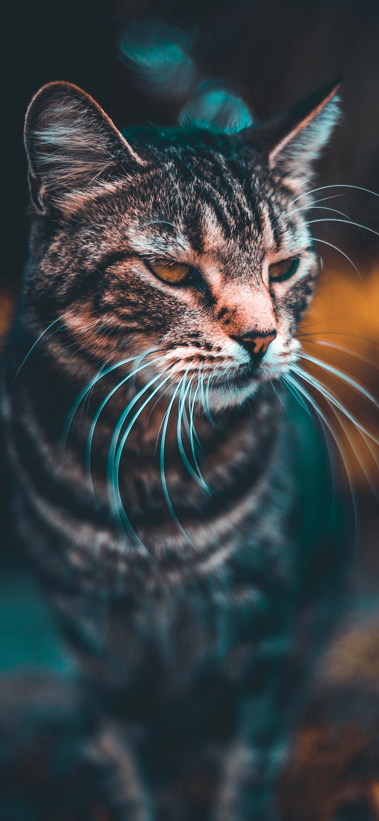 Cat Wallpaper for iPhone 11, Pro Max, X, 8, 7, 6