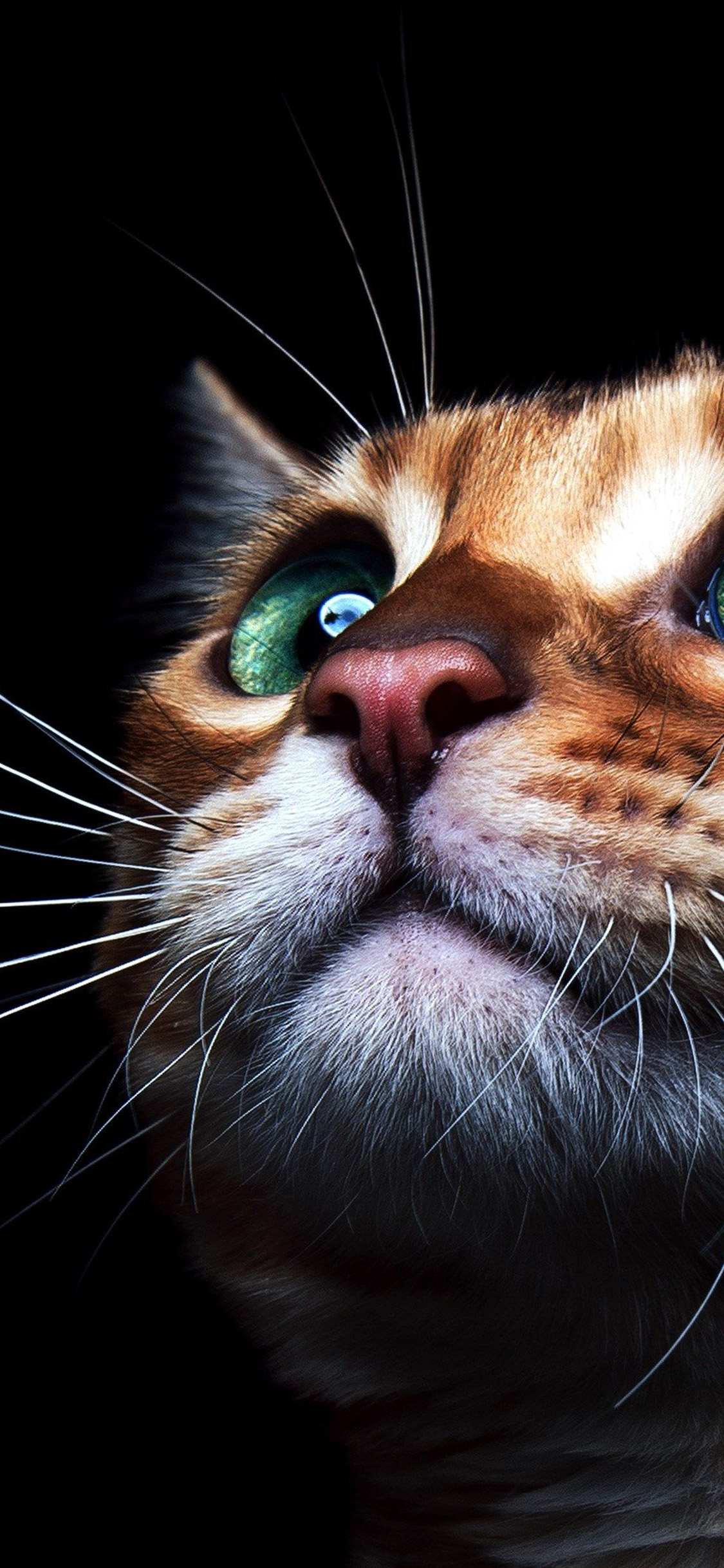 4K Cute Cat Wallpaper