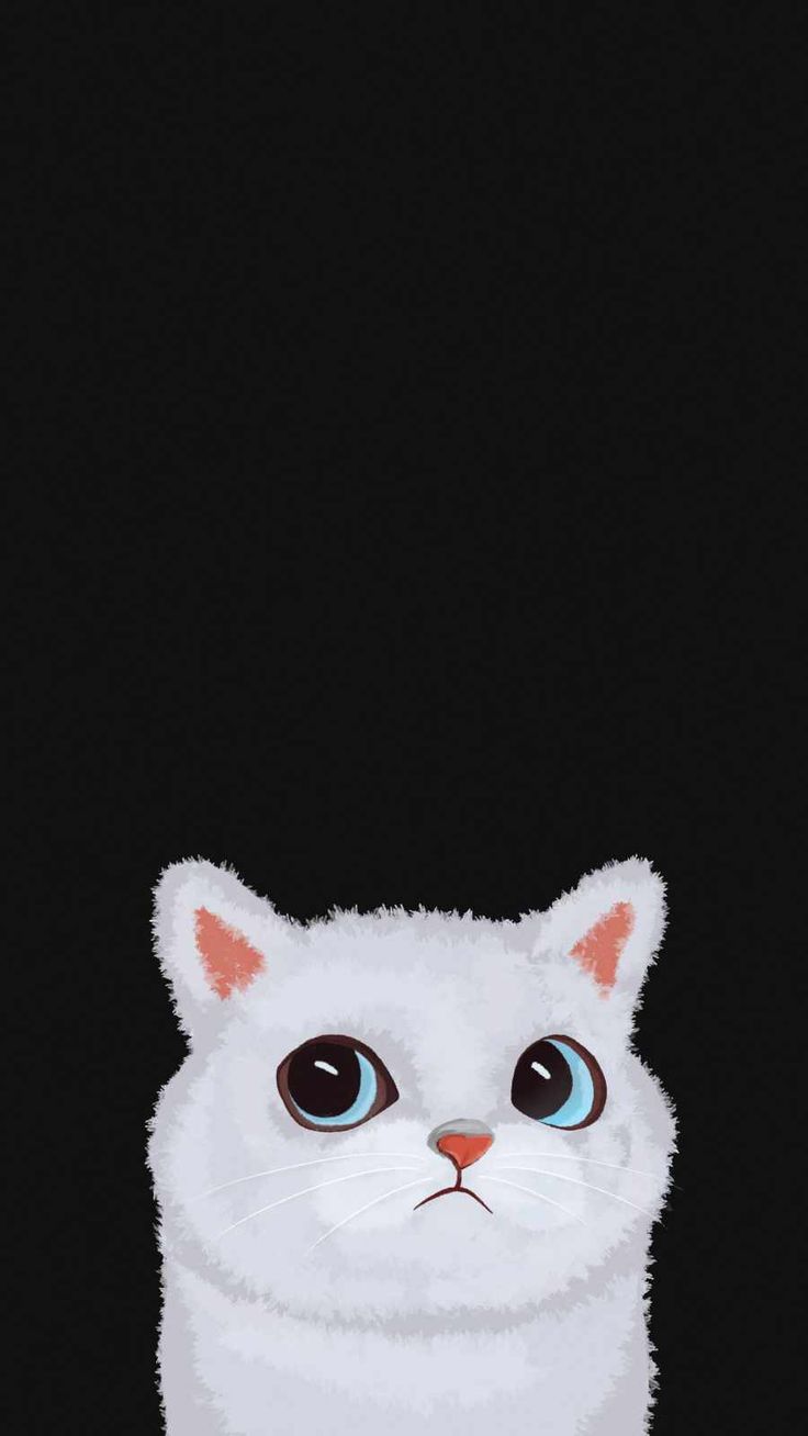 Cute White Cat IPhone Wallpaper Wallpaper, iPhone Wallpaper. Cats iphone, White cat, Animal photography