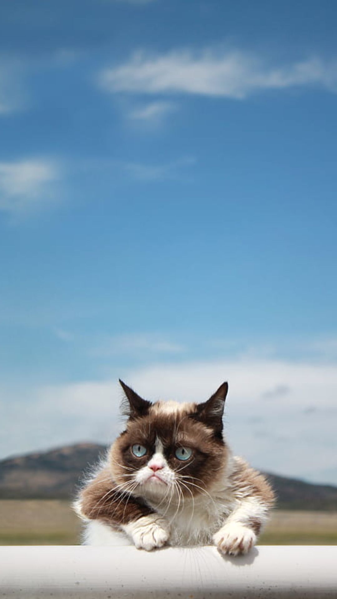 Grumpy Cat Wallpaper Grumpy Cat Wallpaper Download