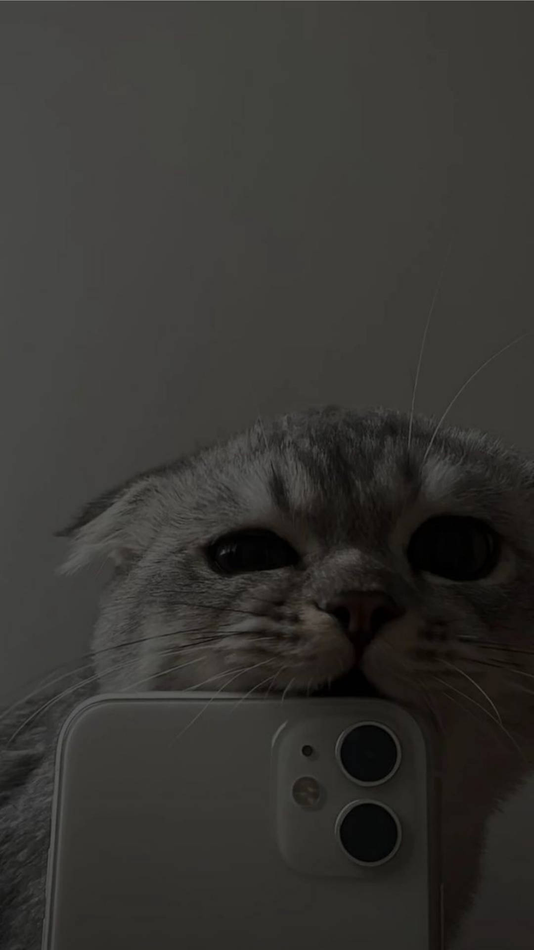 Cute Cat Aesthetic Biting iPhone 11