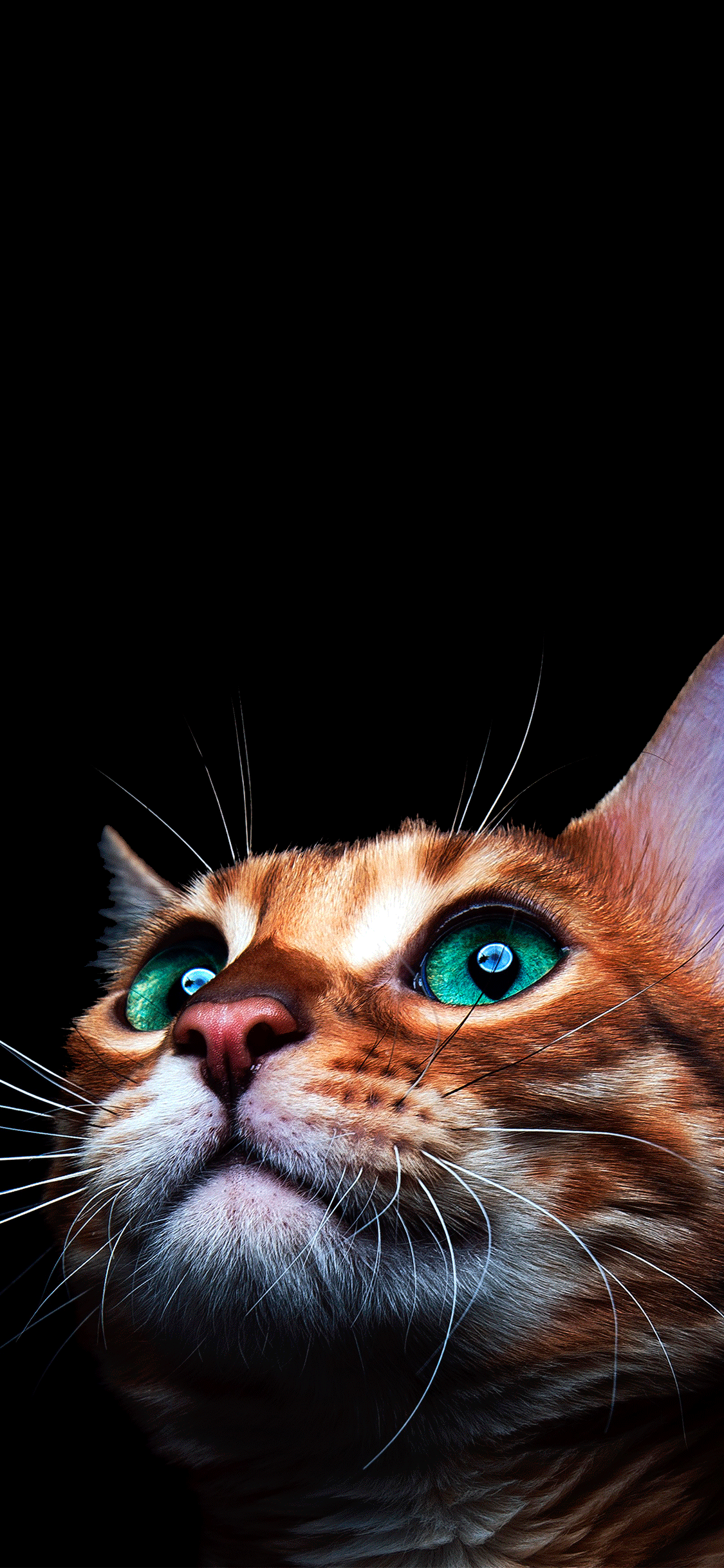 Cats Wallpaper for iPhone 11, Pro Max, X, 8, 7, 6
