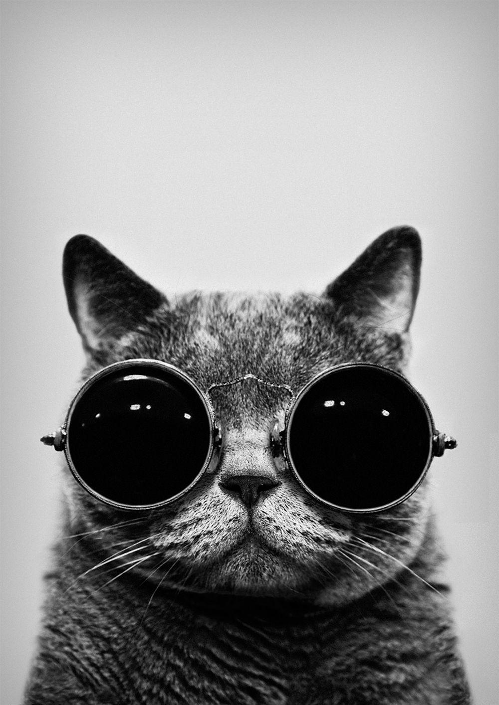 Hipster Cat iPhone Wallpaper