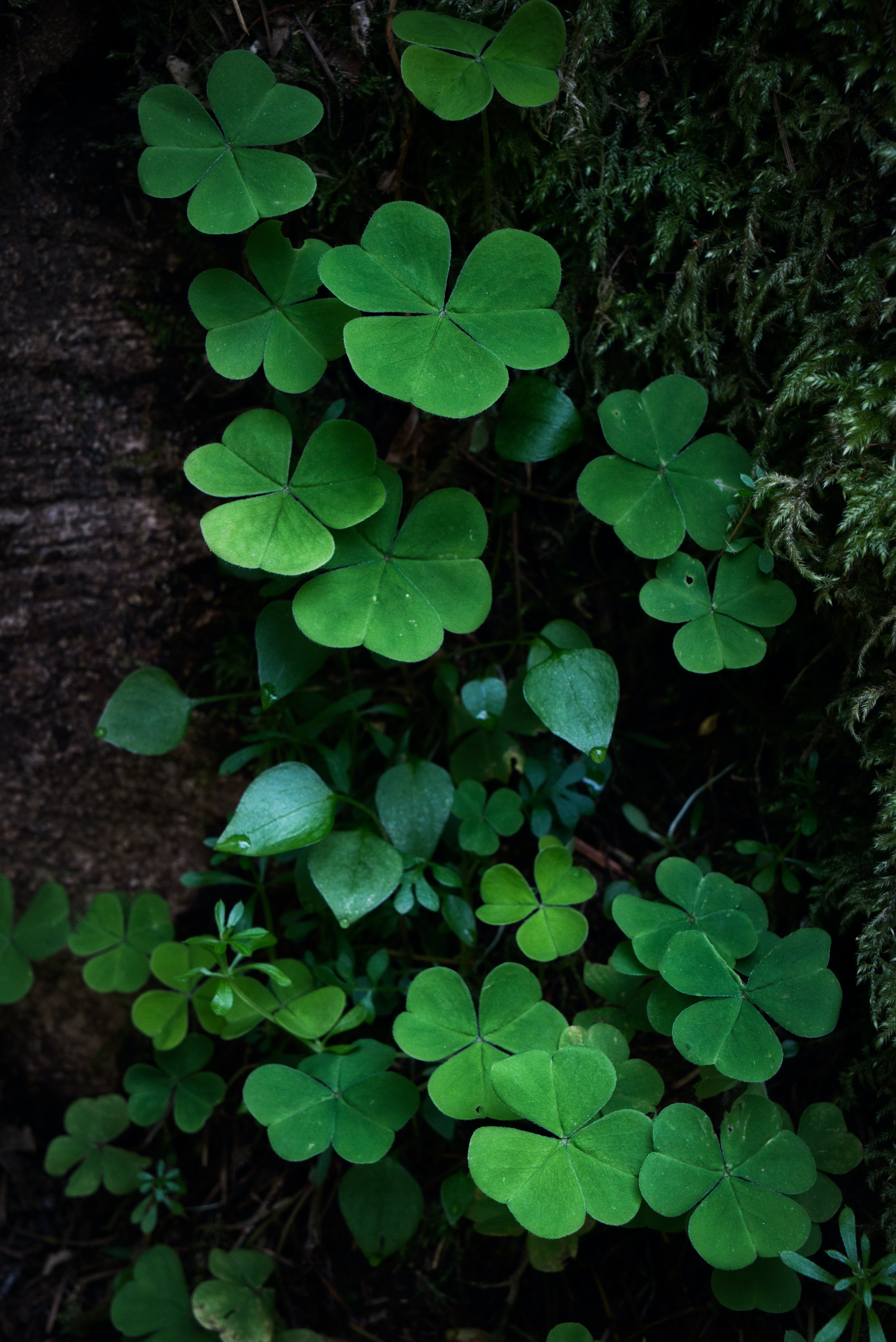Lucky Photos, Download The BEST Free Lucky Stock Photos & HD Images
