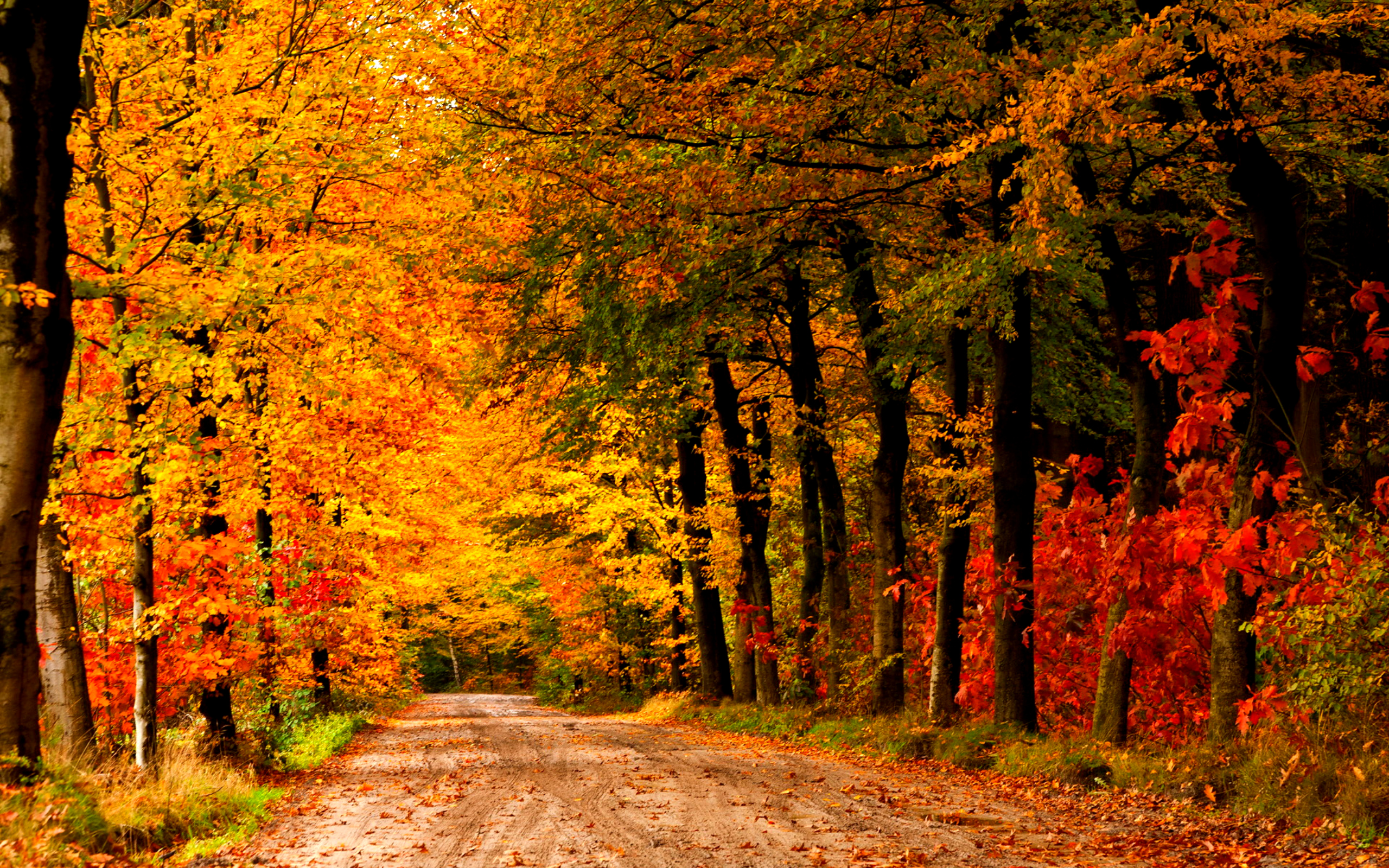 Lovely Autumn Wallpaper 44427 2560x1600px