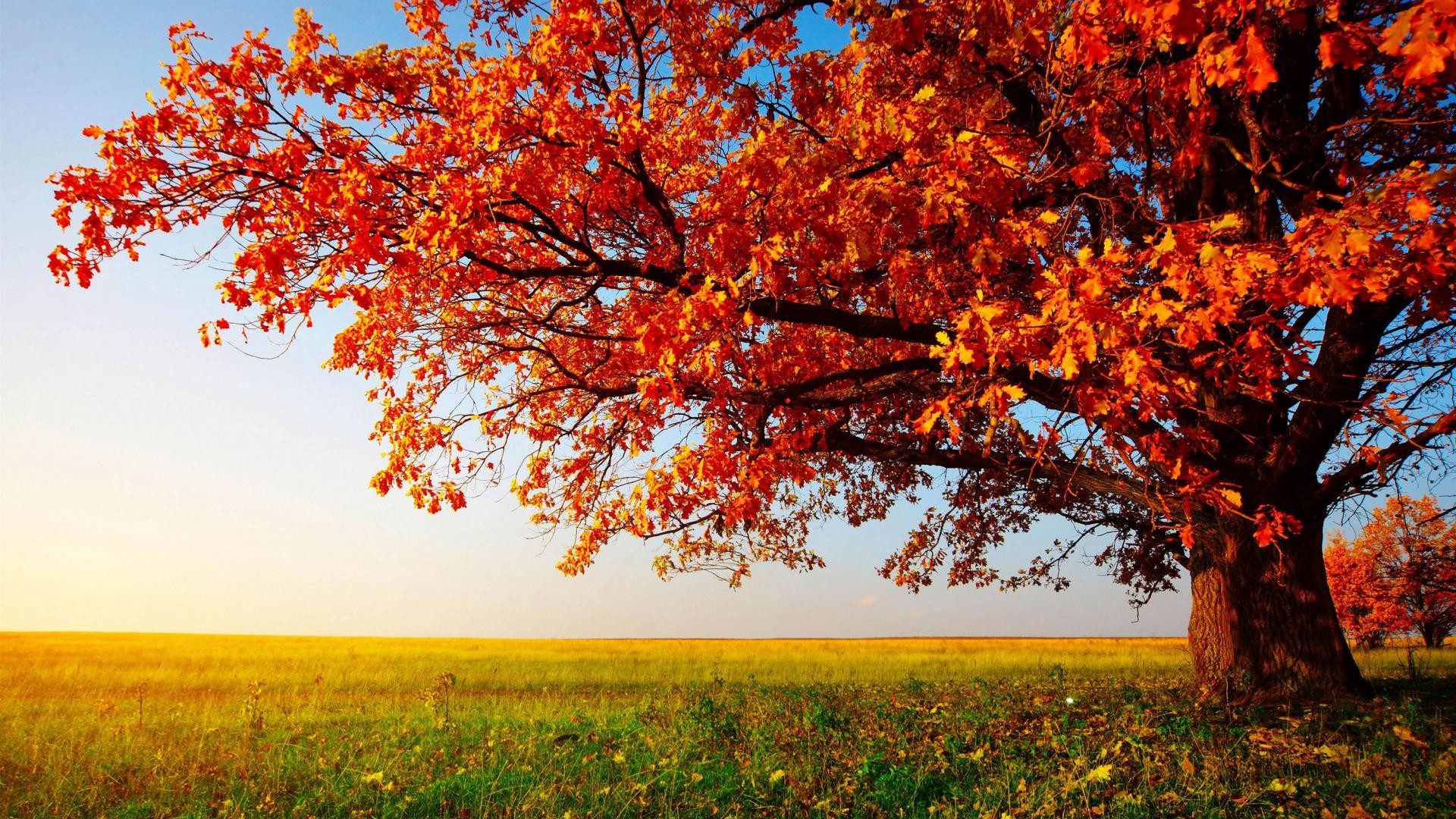 Beautiful Autumn Wallpaper For Interior Wall Decor Idea: Autumn Leaves Wallpaper With Nice Garden View