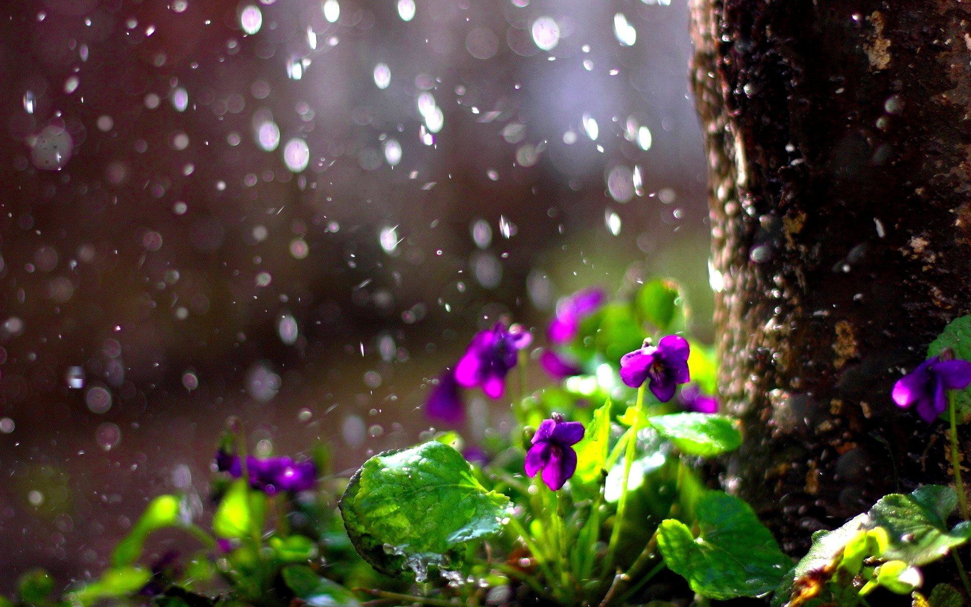 Rainy Spring Desktop Wallpaper