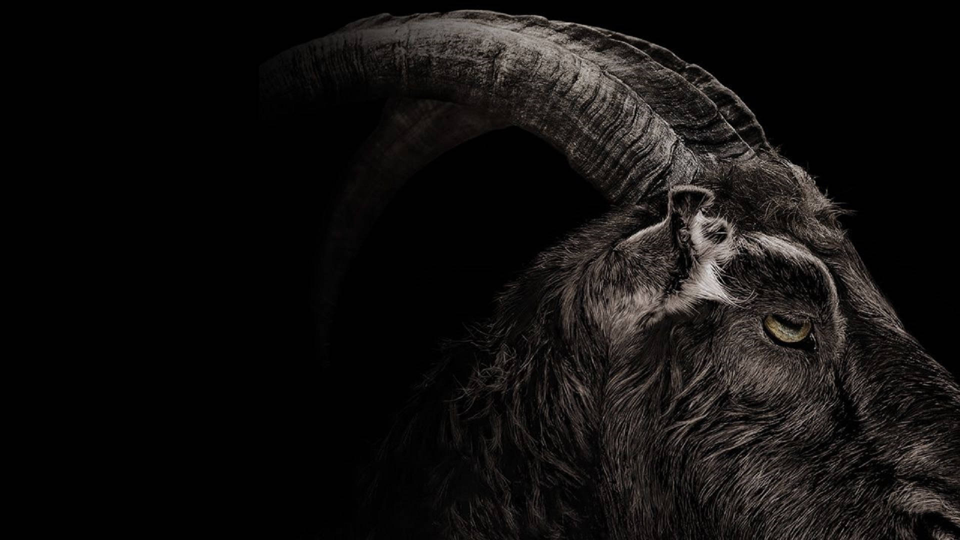Download Goat In The Dark Wallpaper