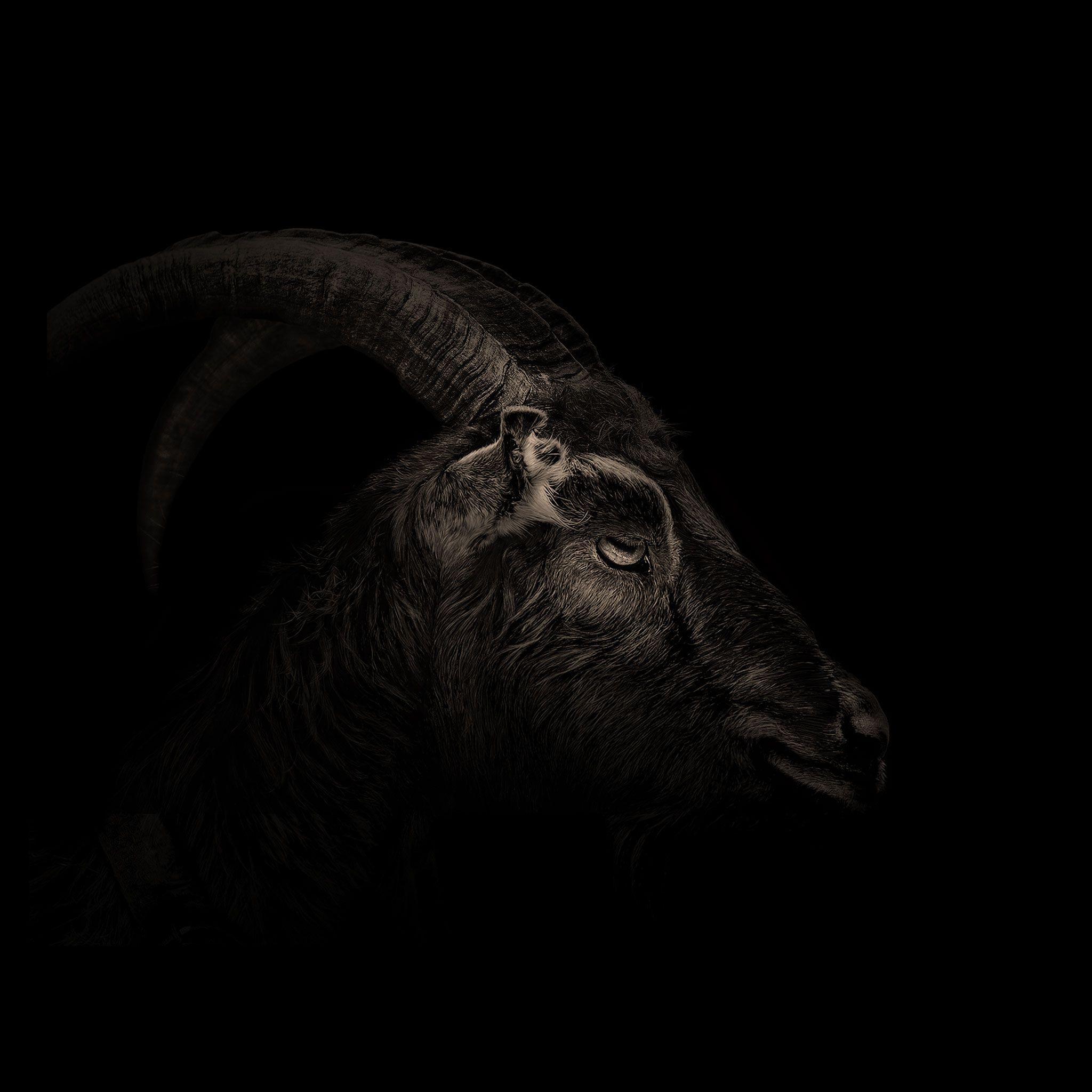 Black Goat Wallpaper