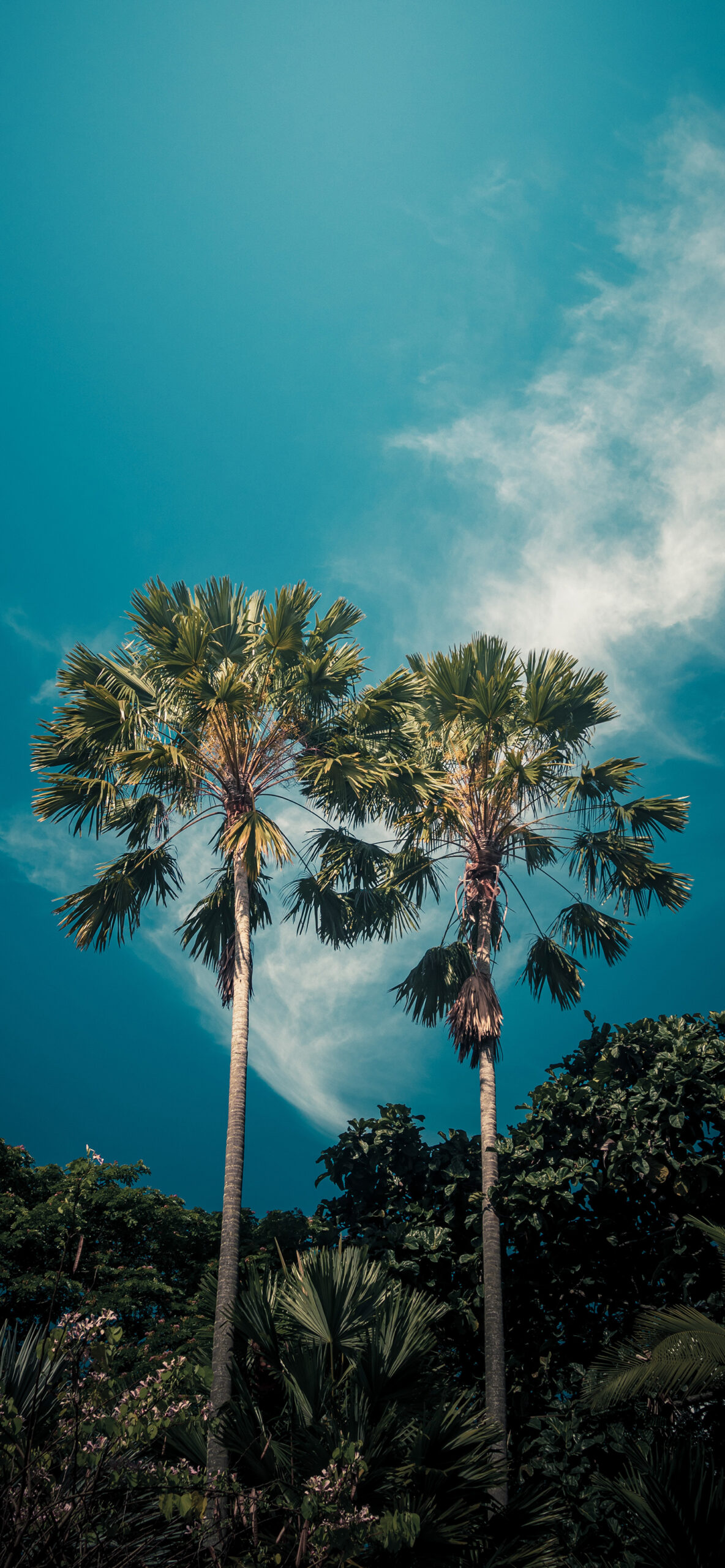 Palm Tree Wallpaper for iPhone 11, Pro Max, X, 8, 7, 6