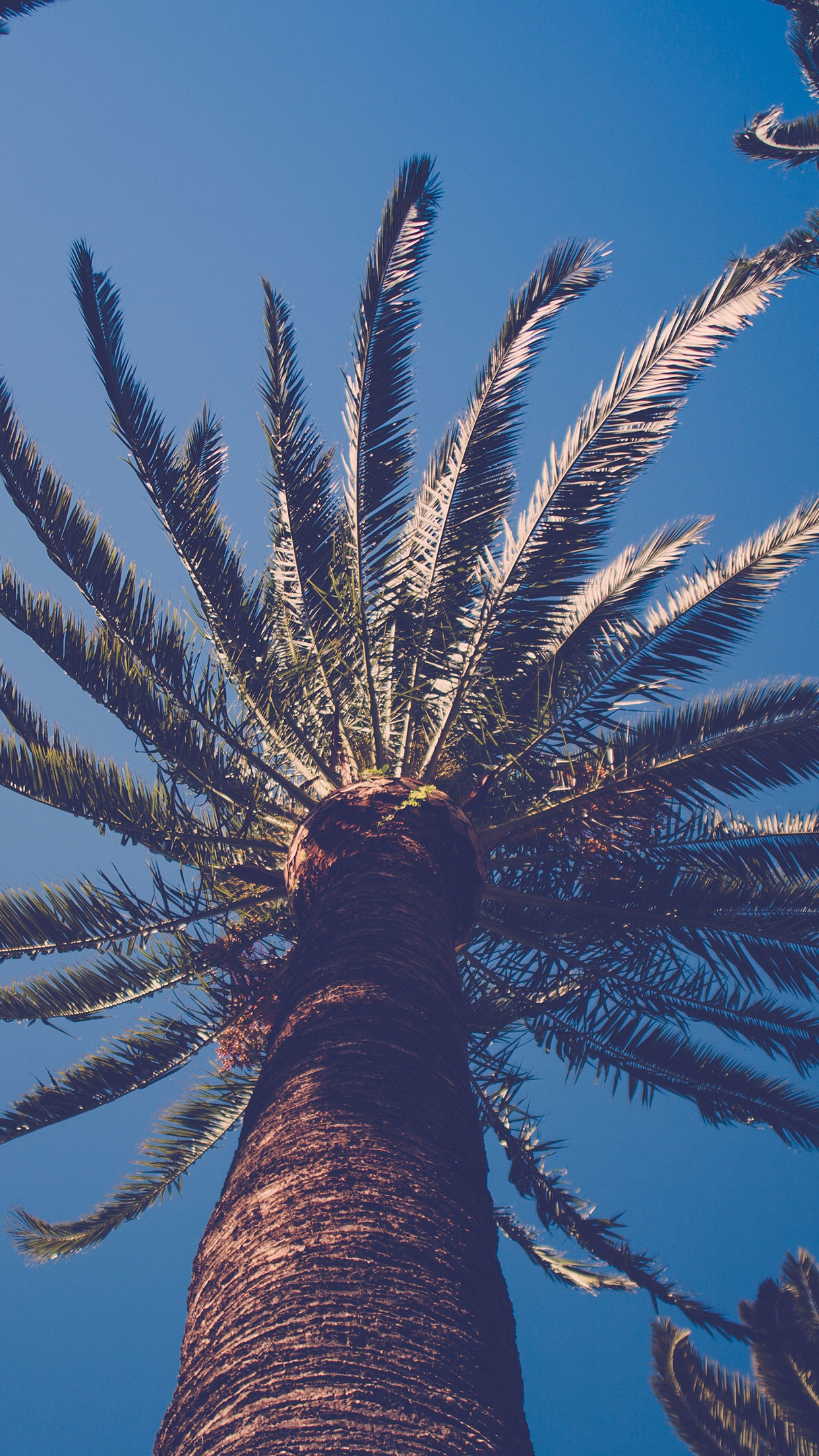 Palm Tree IPhone Wallpaper