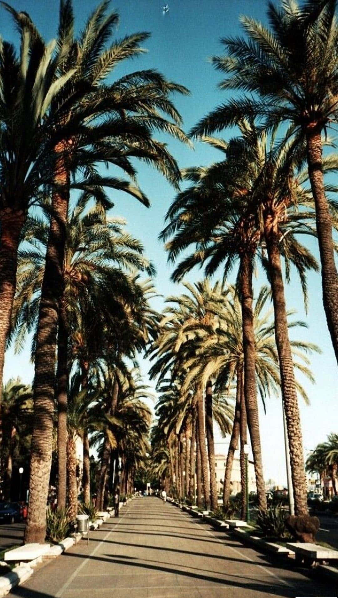 Download Beverly Hills In California Palm Tree iPhone Wallpaper