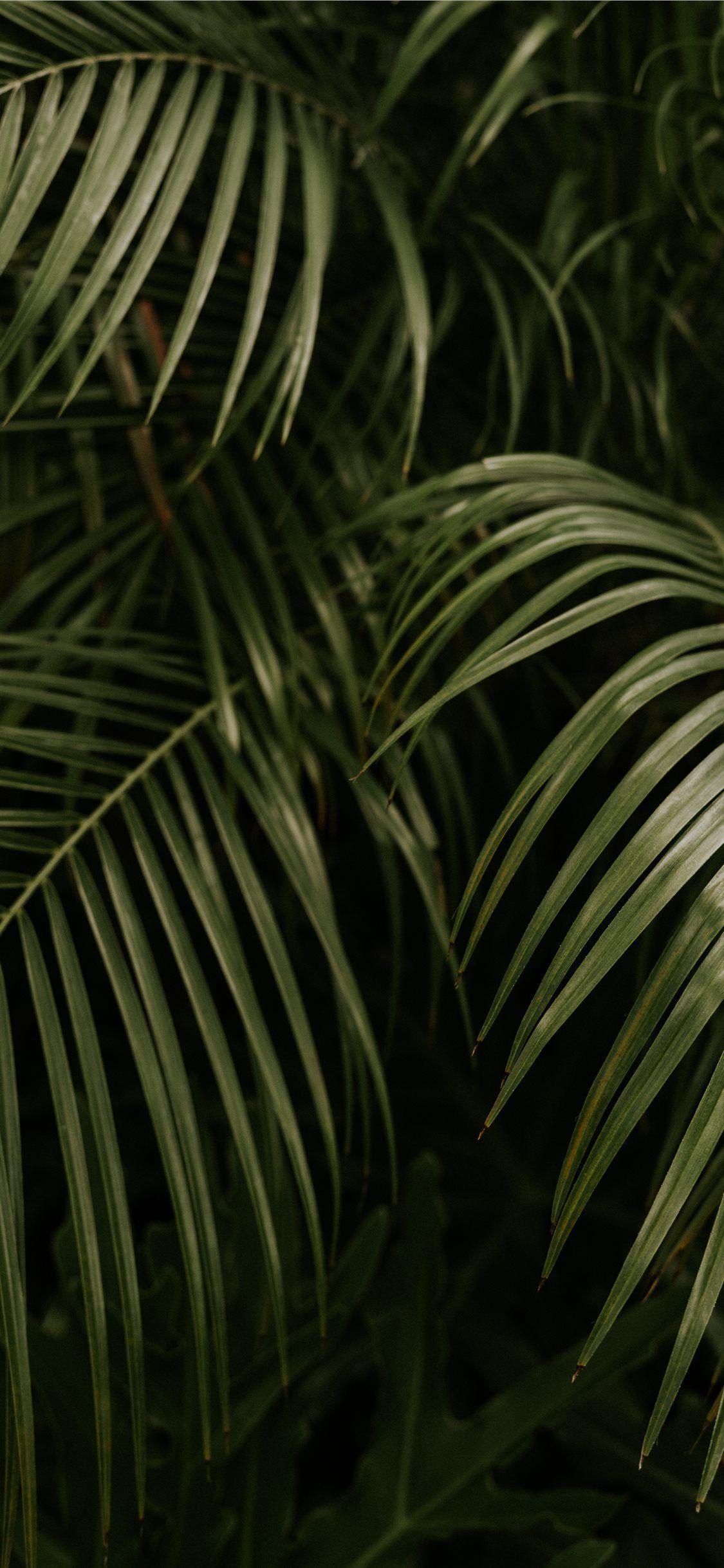 Palm Leaves iPhone Wallpaper