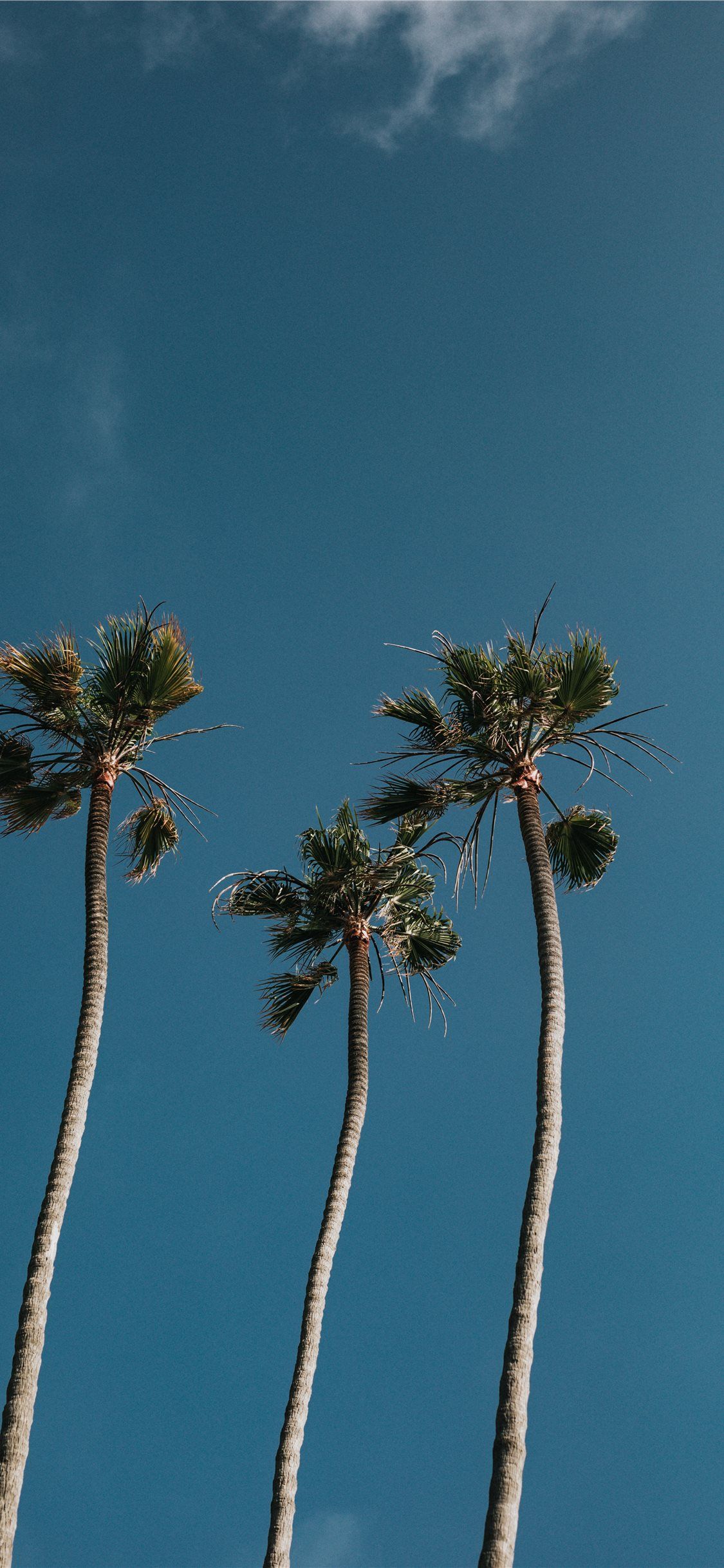 California Palm Trees iPhone Wallpaper