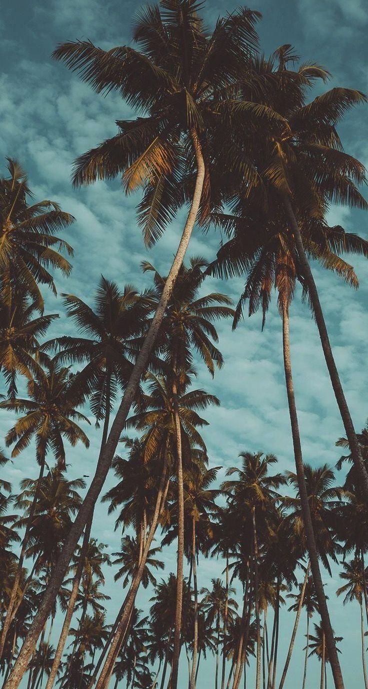 Wallpaper background palm trees. Photography background phone, Landscape wallpaper, Background phone wallpaper