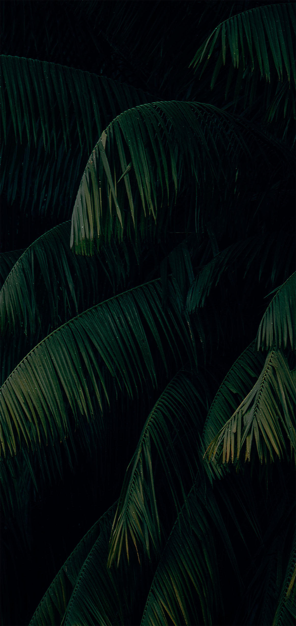 wallpaper iphone palm leaves