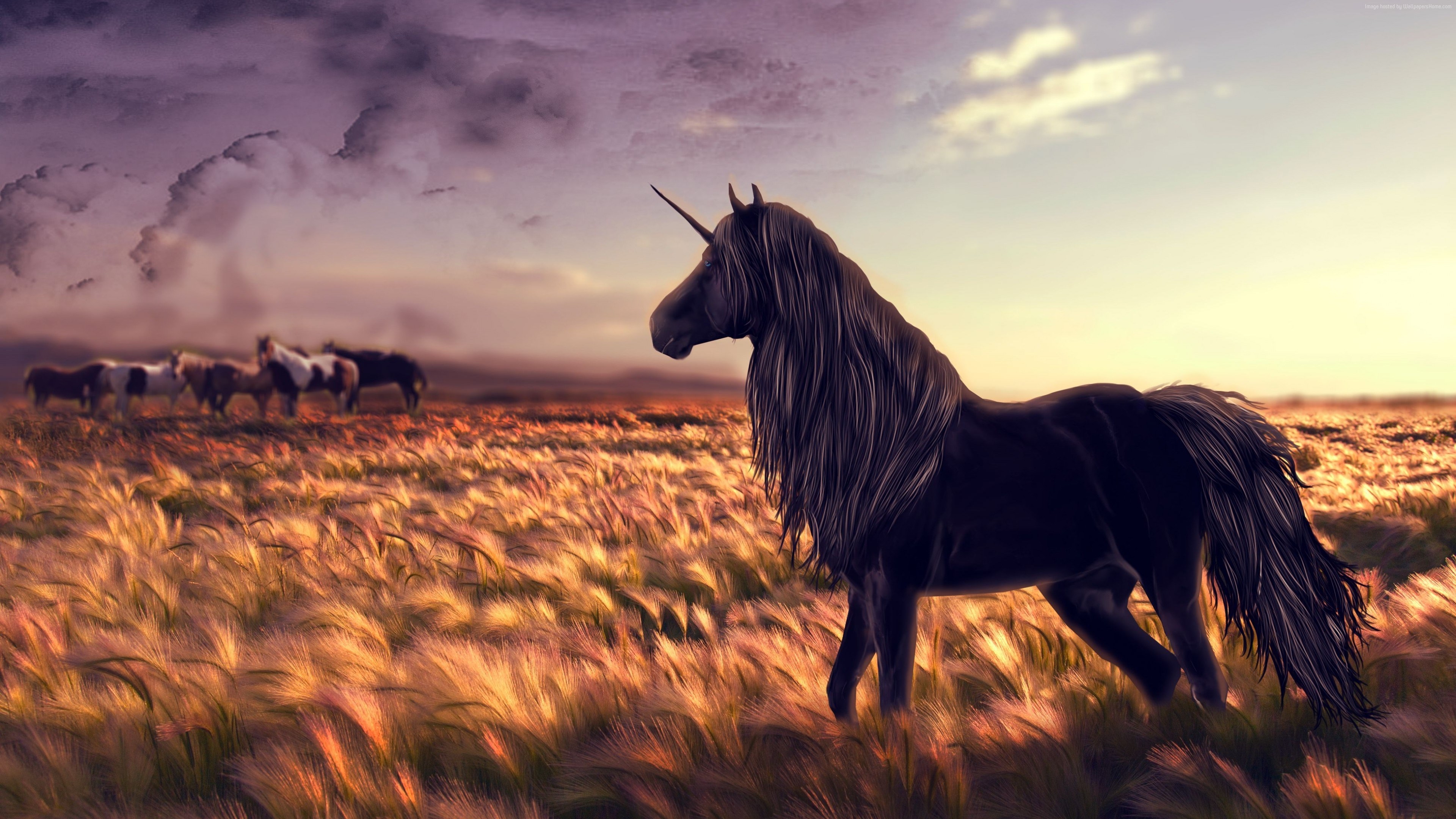 3840x2160 unicorn 4k cool wallpaper for pc Gallery HD Wallpaper