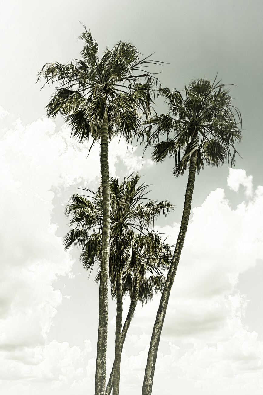 Vintage palm trees summertime Wall Mural