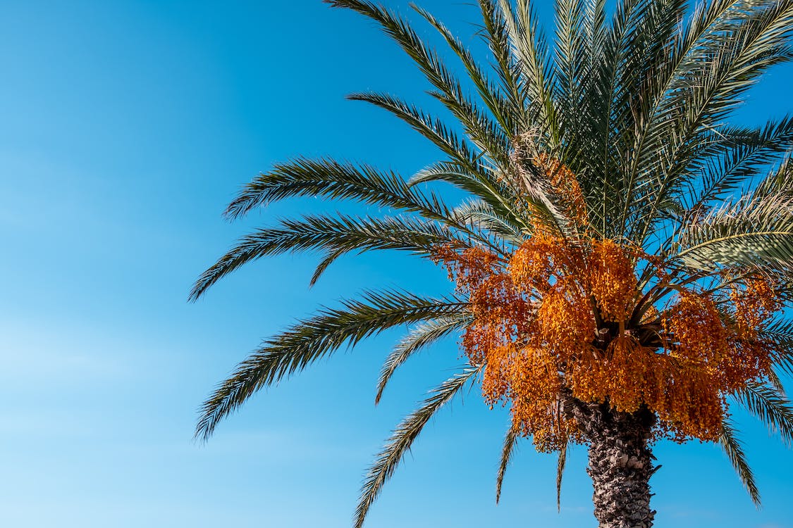 Wallpaper of palm tree and clean blue sky at summer time · Free