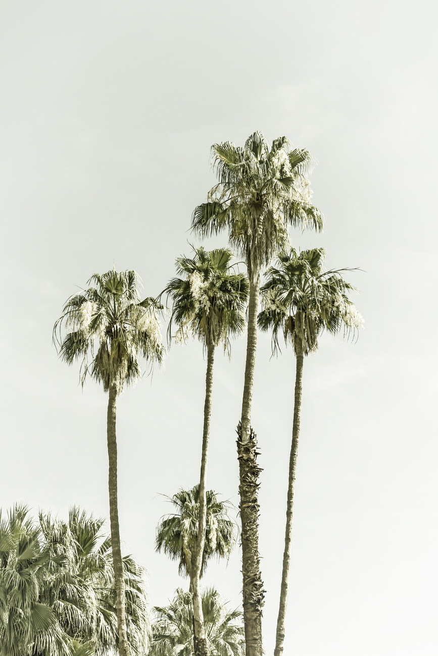 Palm Trees Summertime. Vintage Wall Mural