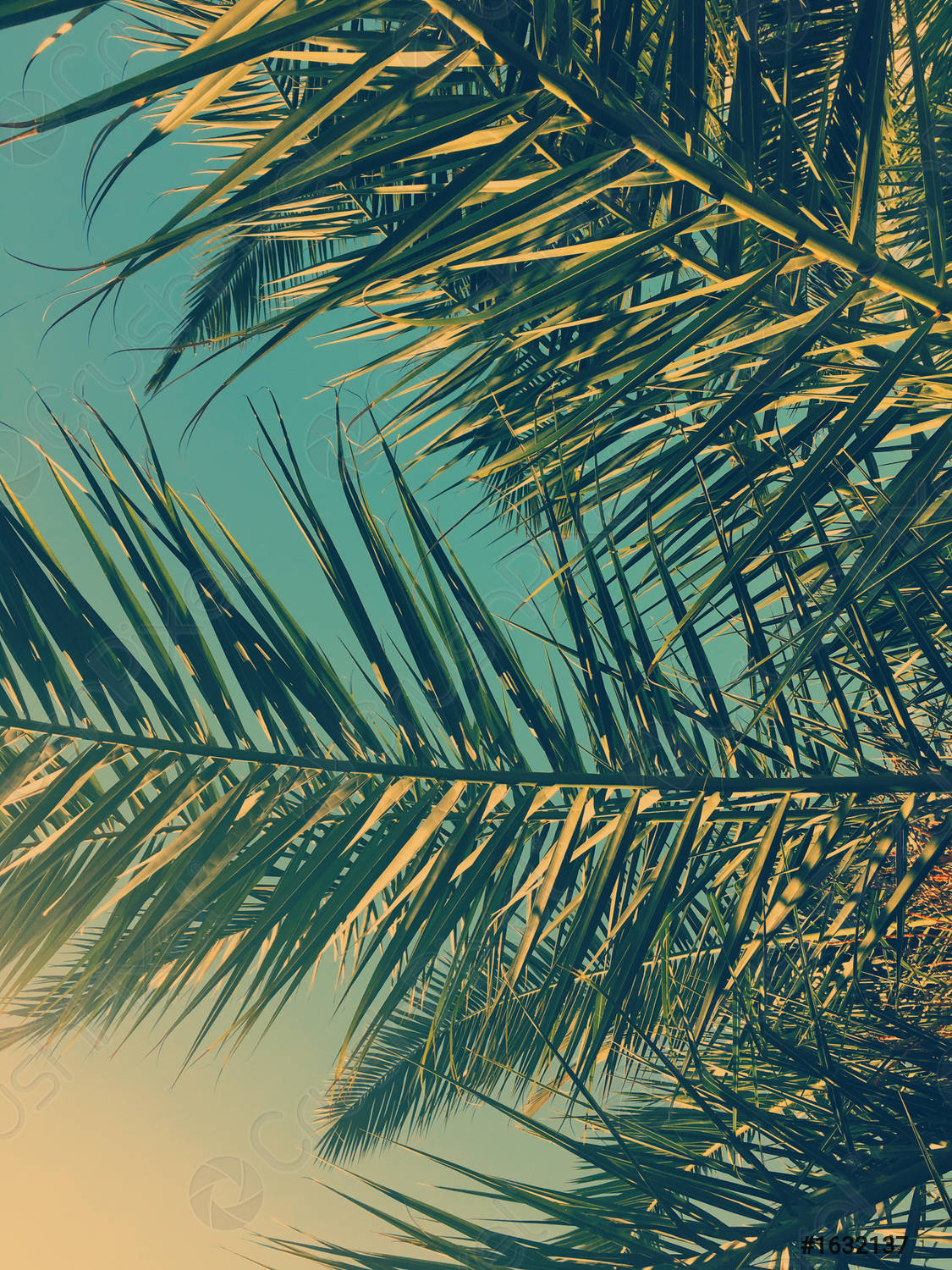 Palm tree leaves and the sky, summertime travel background