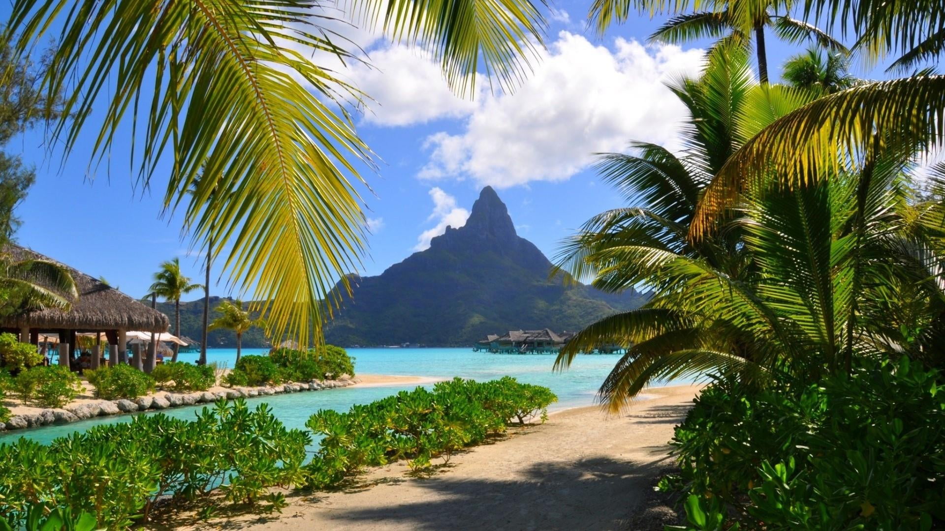 Wallpaper / summertime, palm tree, coconut palm tree, palm leaf, tropical climate, outdoors, sea, beach, mountain, holiday, tranquil scene, day, water, vegetation free download