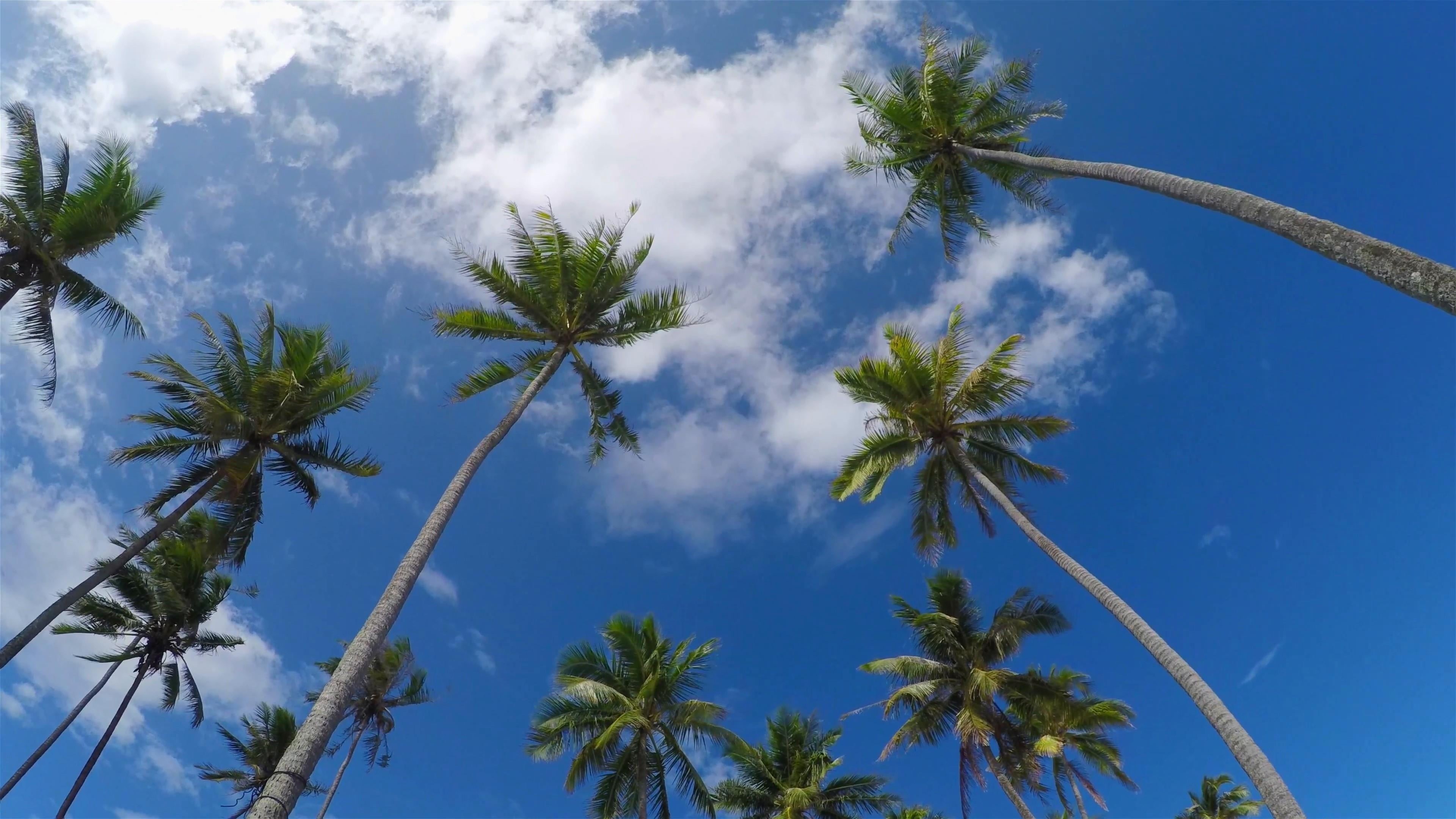 Wallpaper / tree, coconut palm tree, summertime, blue, united states, beauty in nature, scenics, plant, beverly hills, green color, day, tropical climate free download