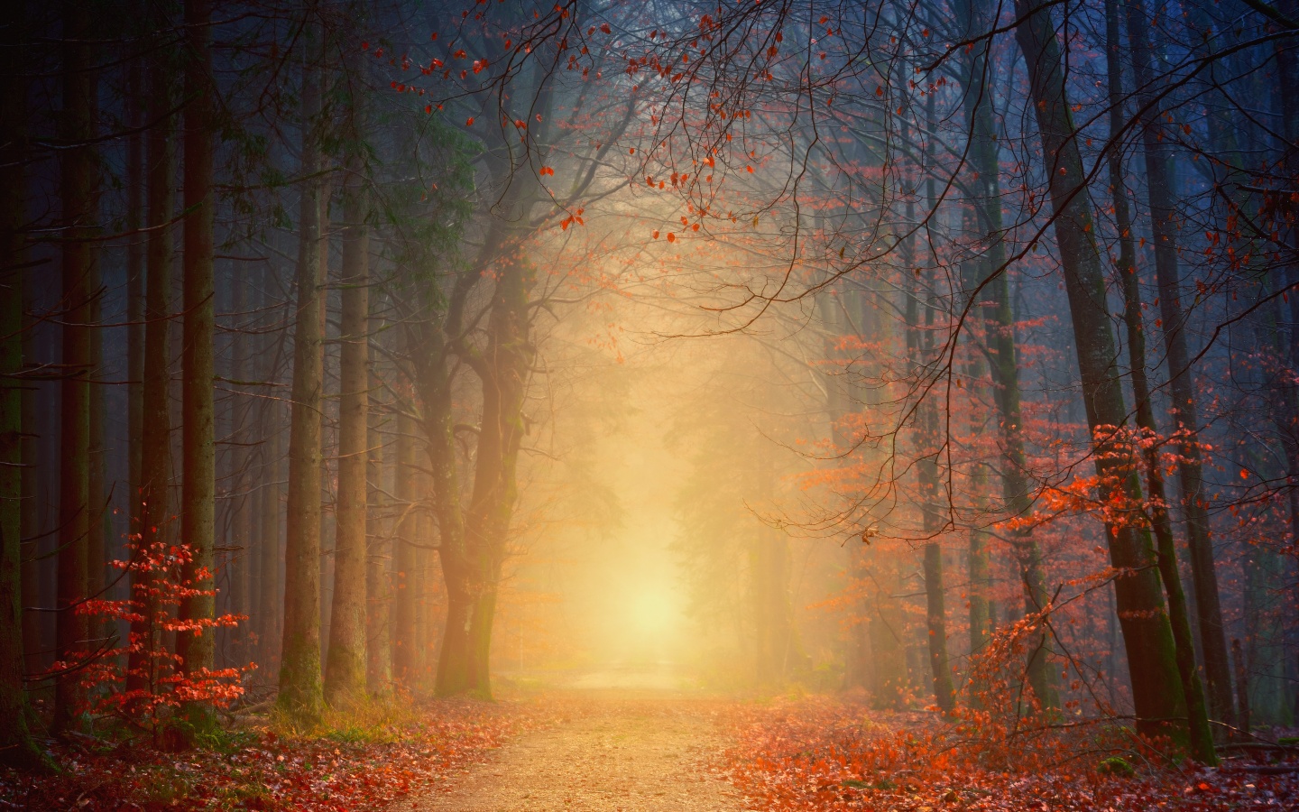 Foggy Wallpaper 4K, Autumn, Forest, Dawn, Pathway