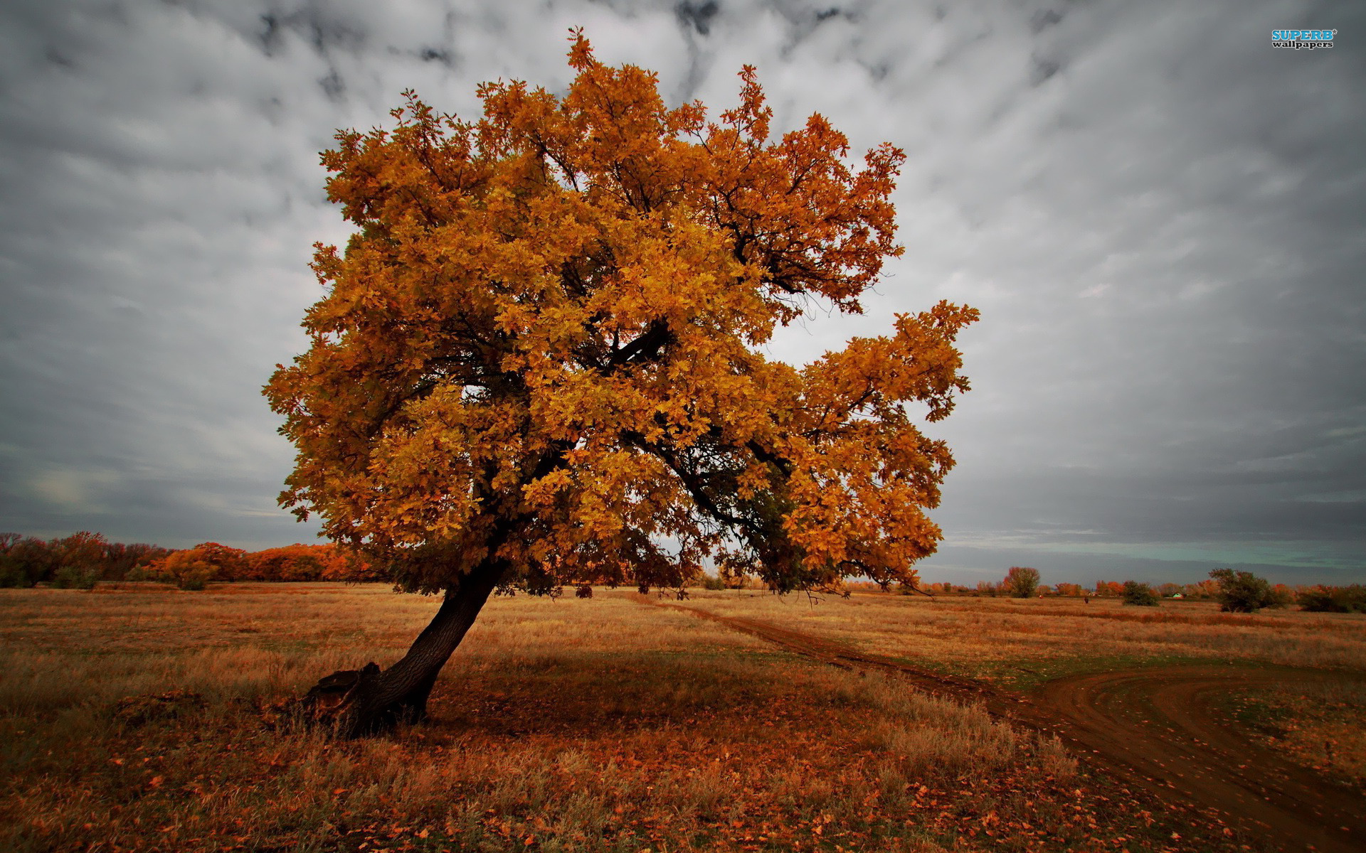 The tree in the dark autumn Desktop wallpaper 1440x900