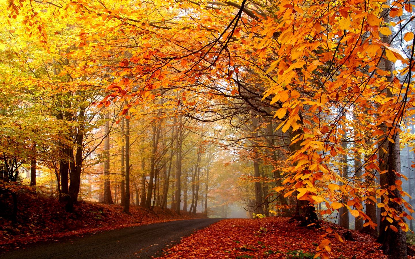 Download wallpaper 1440x900 autumn, trees, road, fog, haze, asphalt, leaves, yellow, brightly widescreen 16:10 HD background