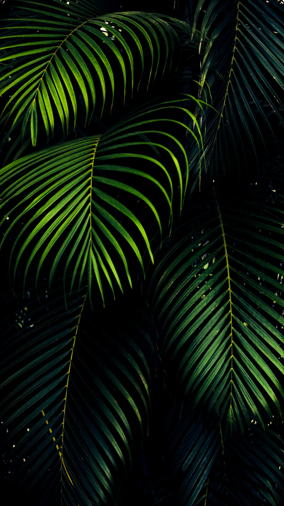 Dark Green iPhone Wallpaper