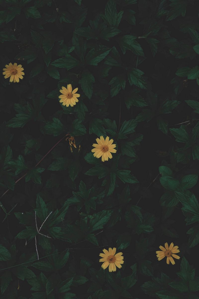 Download wallpaper 800x1200 flowers