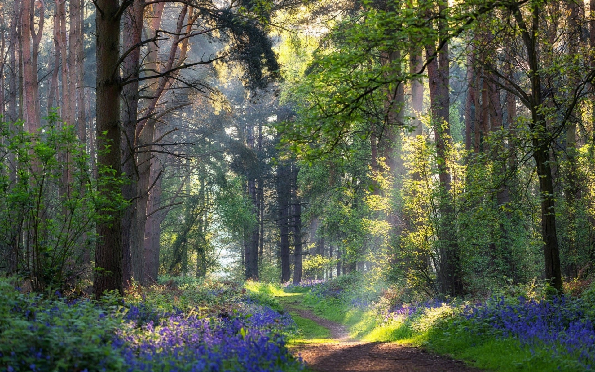 HD desktop wallpaper: Summer, Forest, Earth, Path download free picture