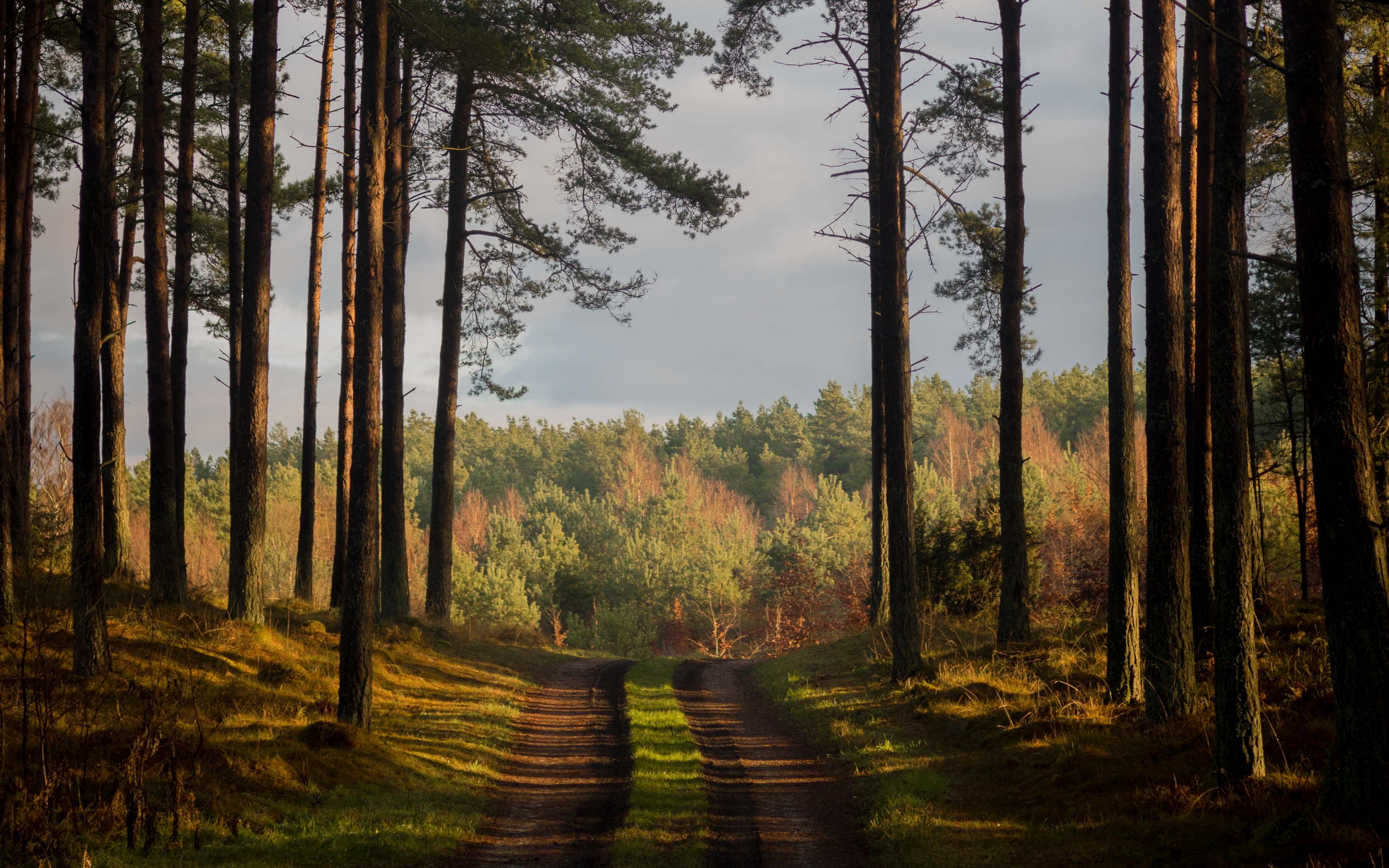 Download wallpaper 3840x2400 forest, path, summer, trees, denmark 4k ultra HD 16:10 HD background