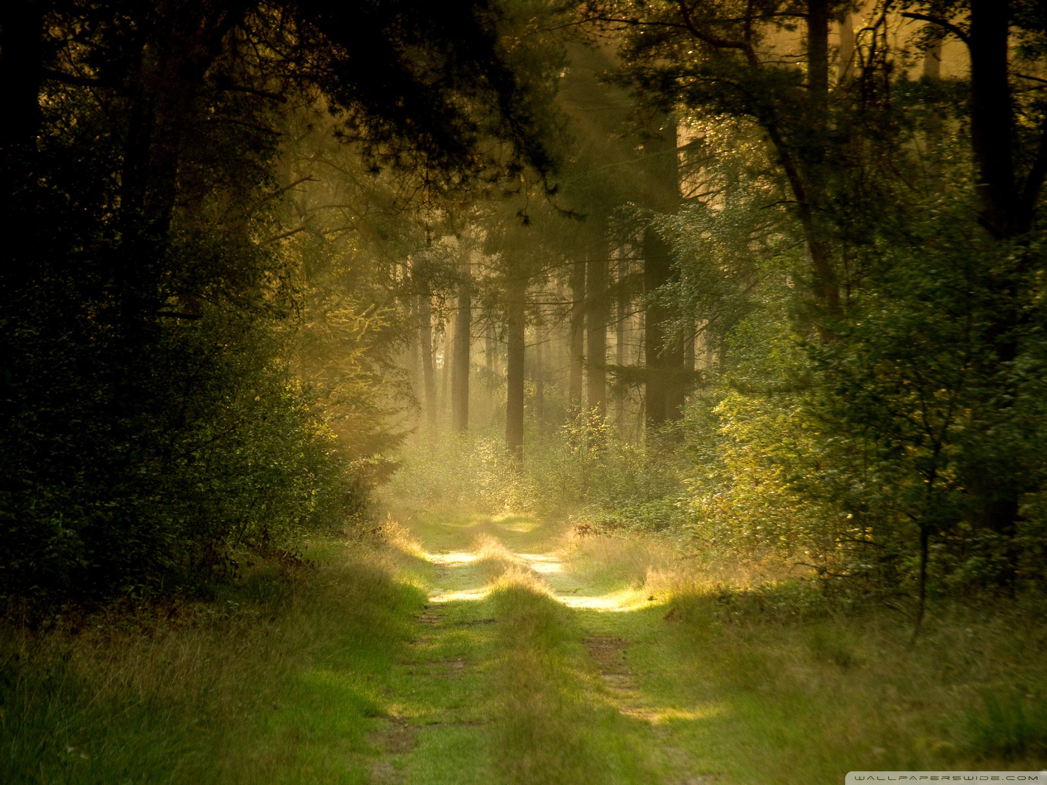 Summer Forest Road Ultra HD Desktop Background Wallpaper for: Multi Display, Dual Monitor, Tablet