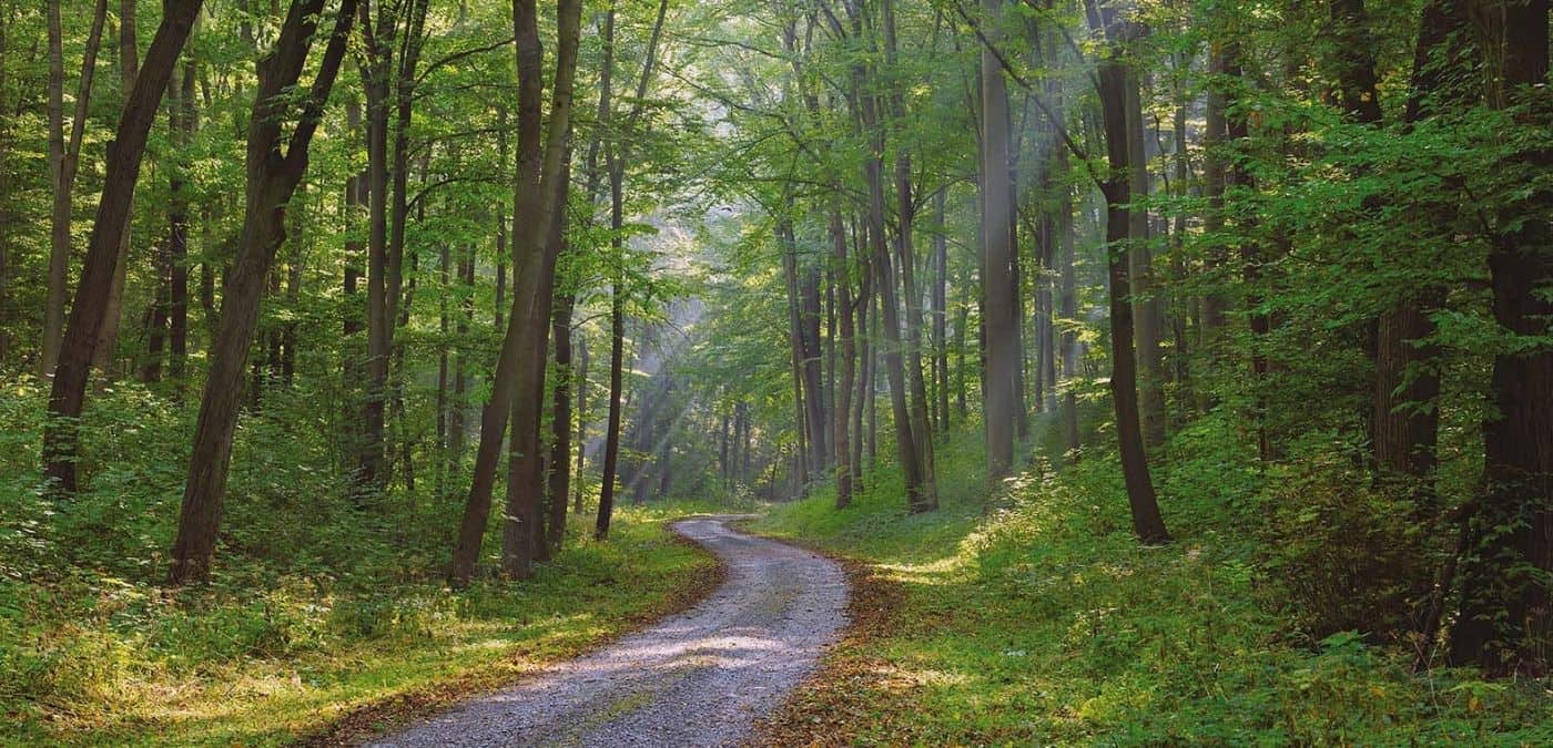 Forest Pathway Wallpaper