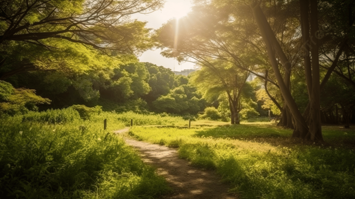 Path In Summer Forest With Bright Sun Shining Brightly Background, A Walk In The Sunshine Filteringss In The Park, HD Photography Photo, Plant Background Image And Wallpaper for Free