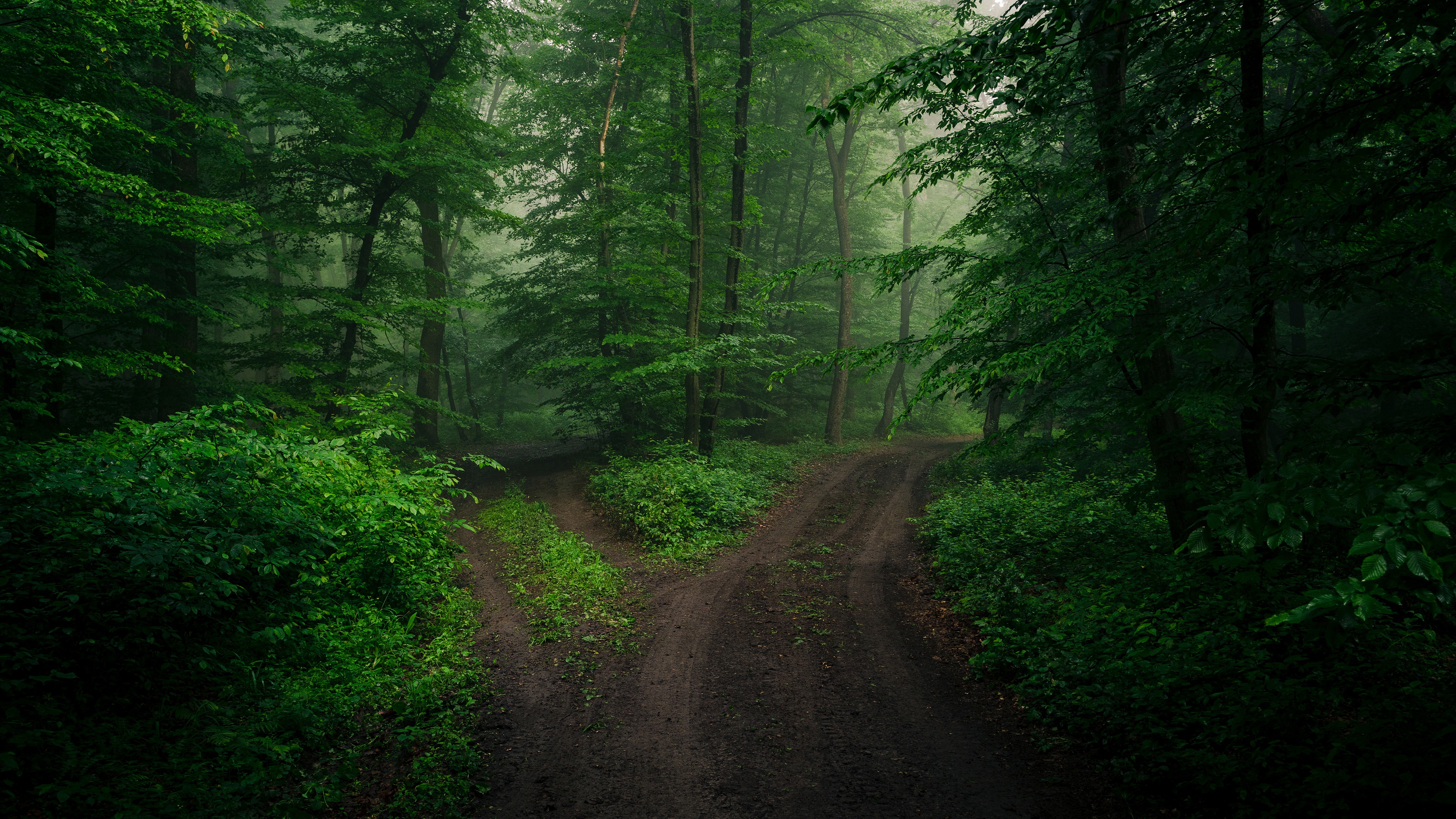 HD desktop wallpaper: Summer, Road, Forest, Path, Man Made download free picture