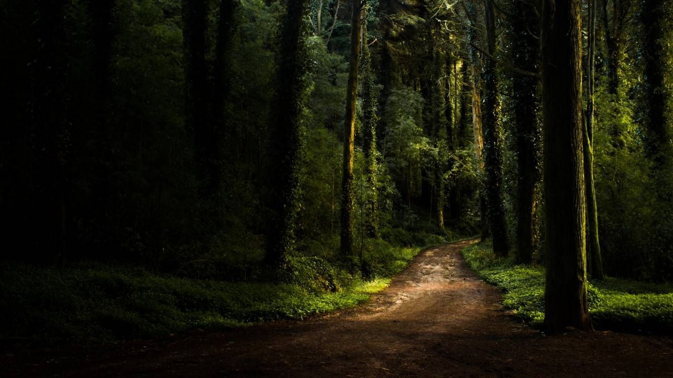 rustasia. Forest road, Nature background, Nature wallpaper
