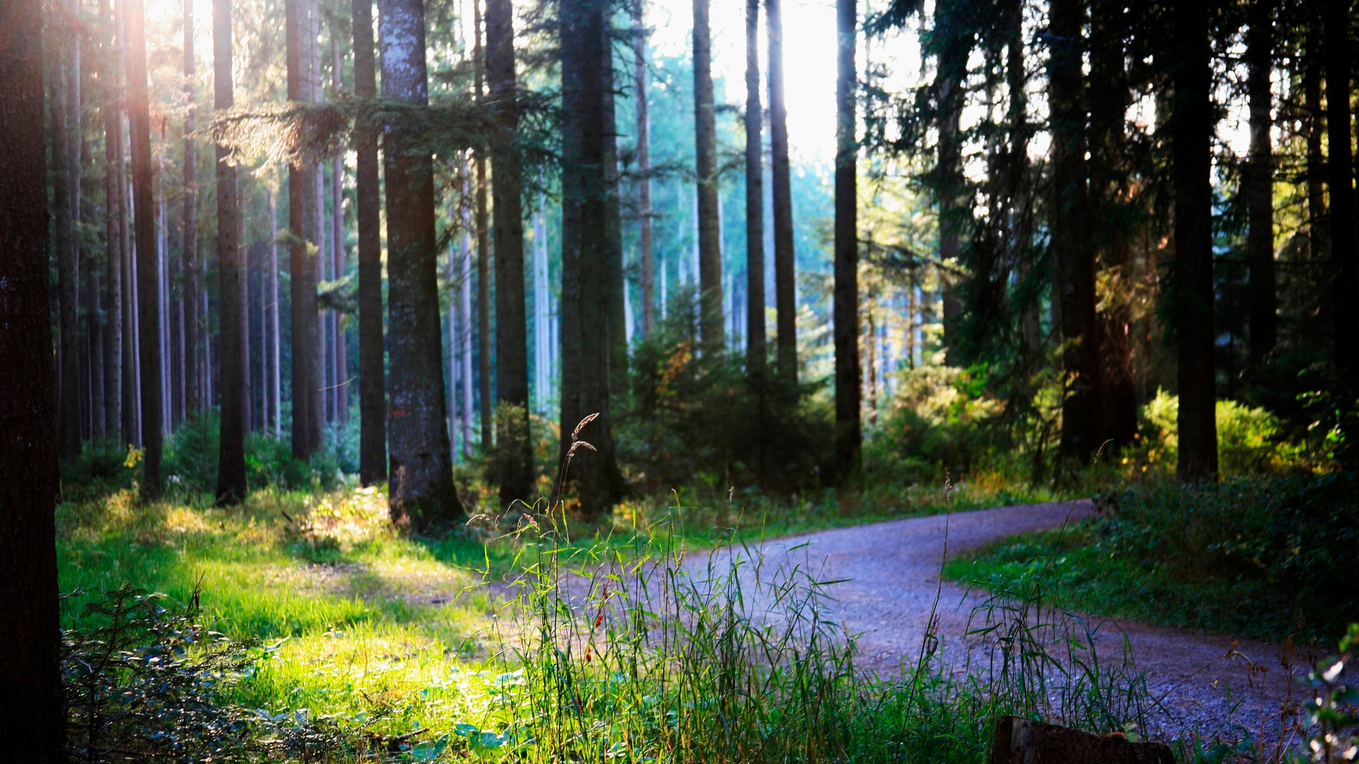 Wallpaper Summer, forest, road, sunshine 1920x1080 Full HD 2K Picture, Image