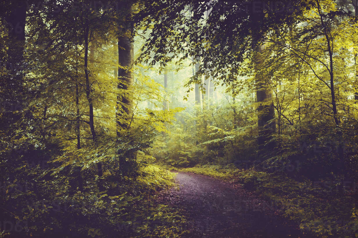 Deciduous Forest In Summer, Forest Path And Early Morning Haze