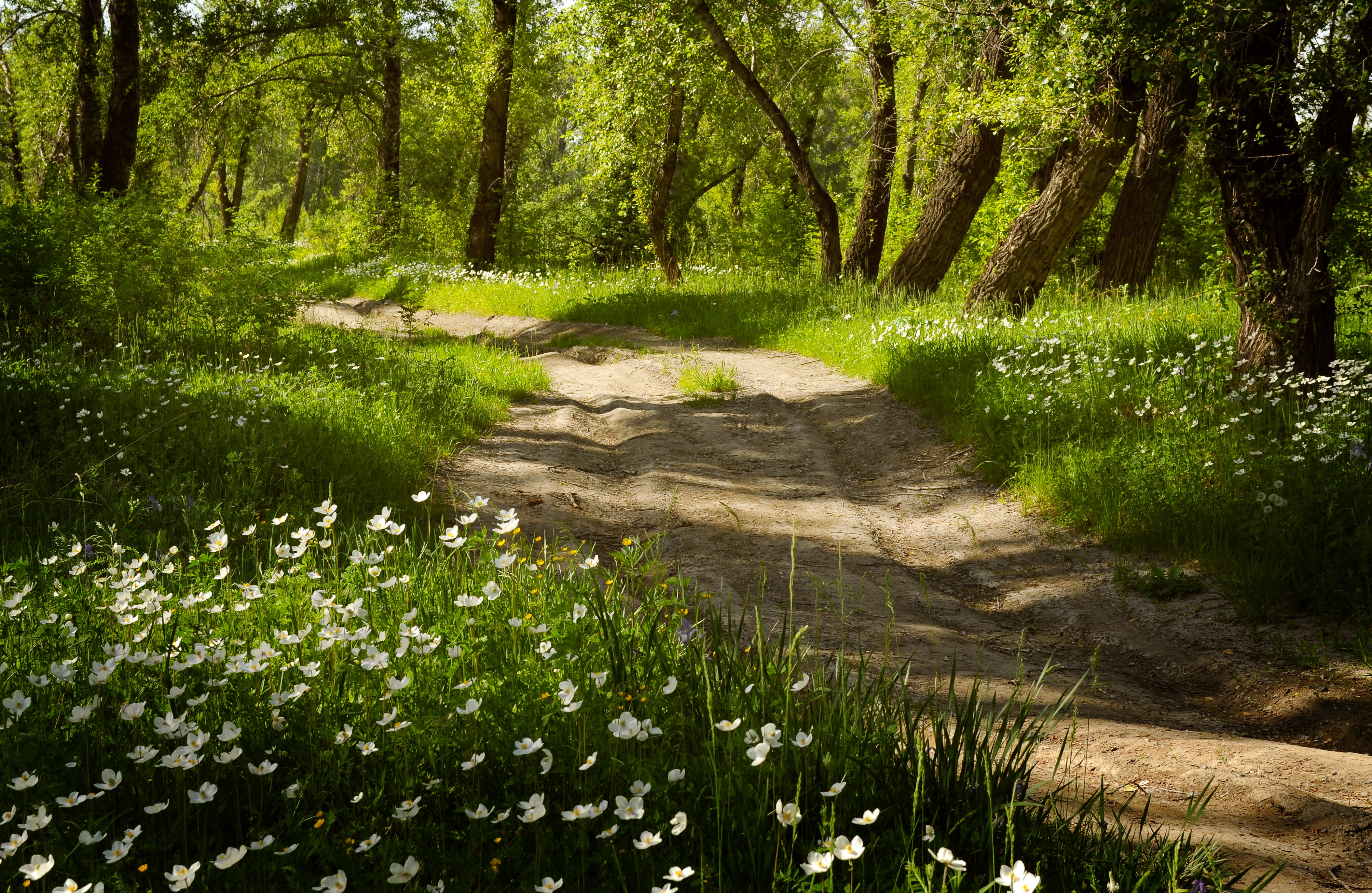 White Flowers at path among the trees in Summer Forest free image download