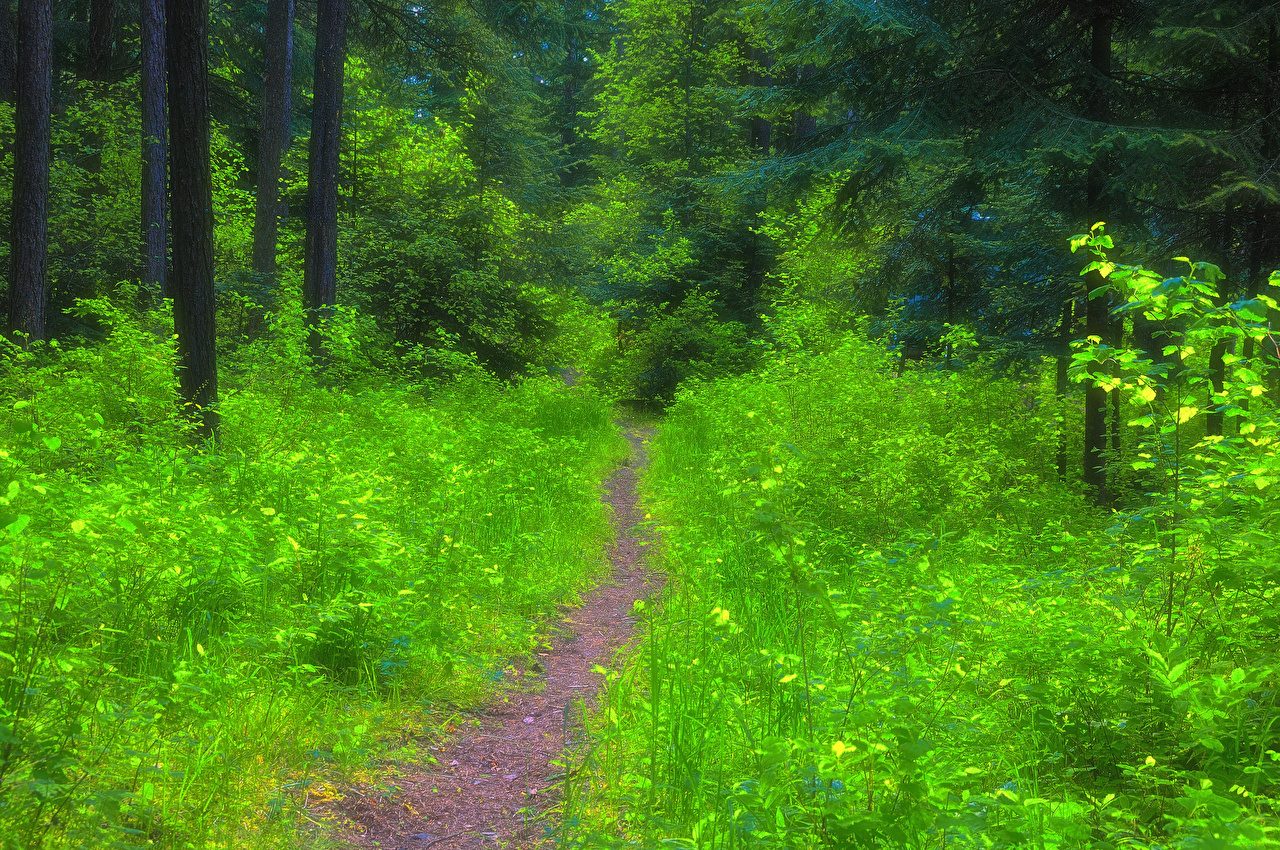 Photos Trail Summer Nature Forests Grass