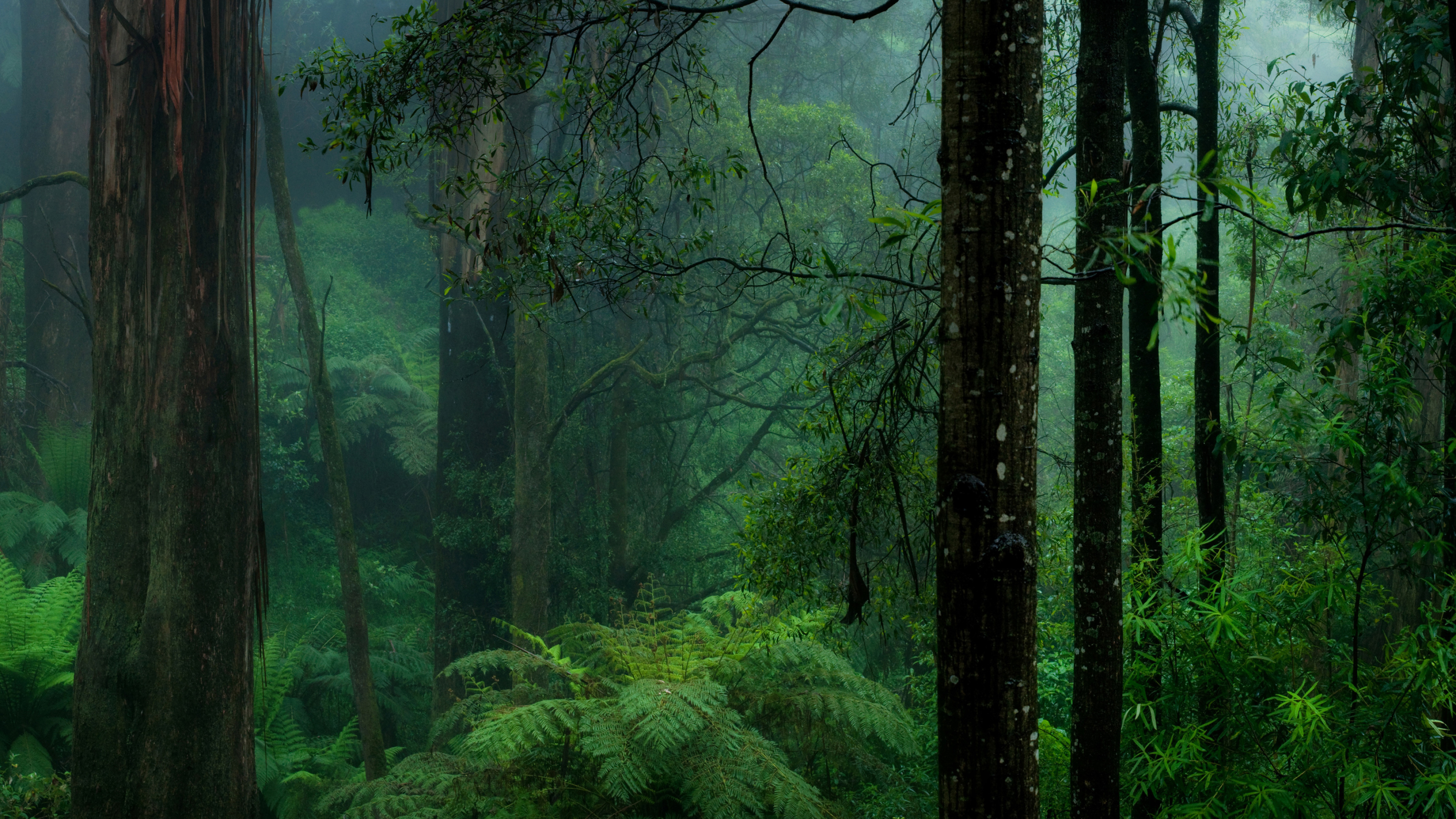 Desktop 4k Forest Wallpapers - Wallpaper Cave