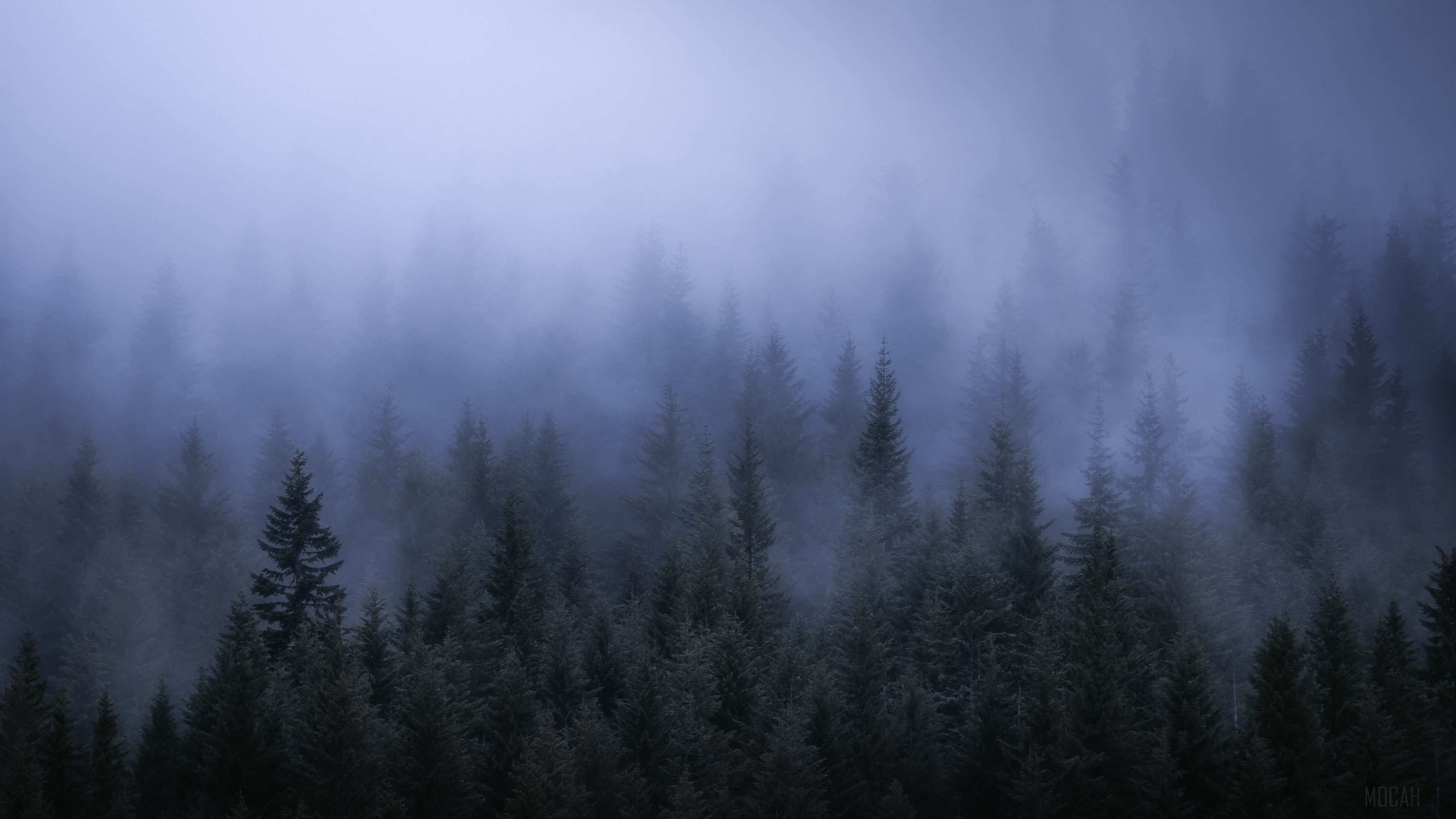 Fog Dark Forest Tress Landscape 4k Gallery HD Wallpaper