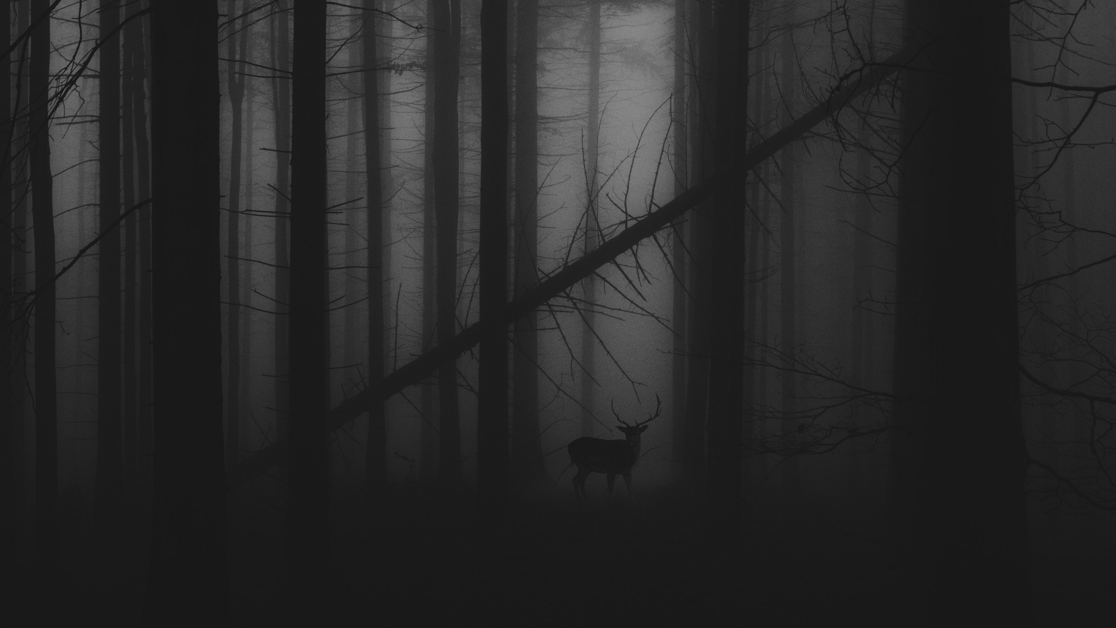 Forest Fog 4K wallpaper