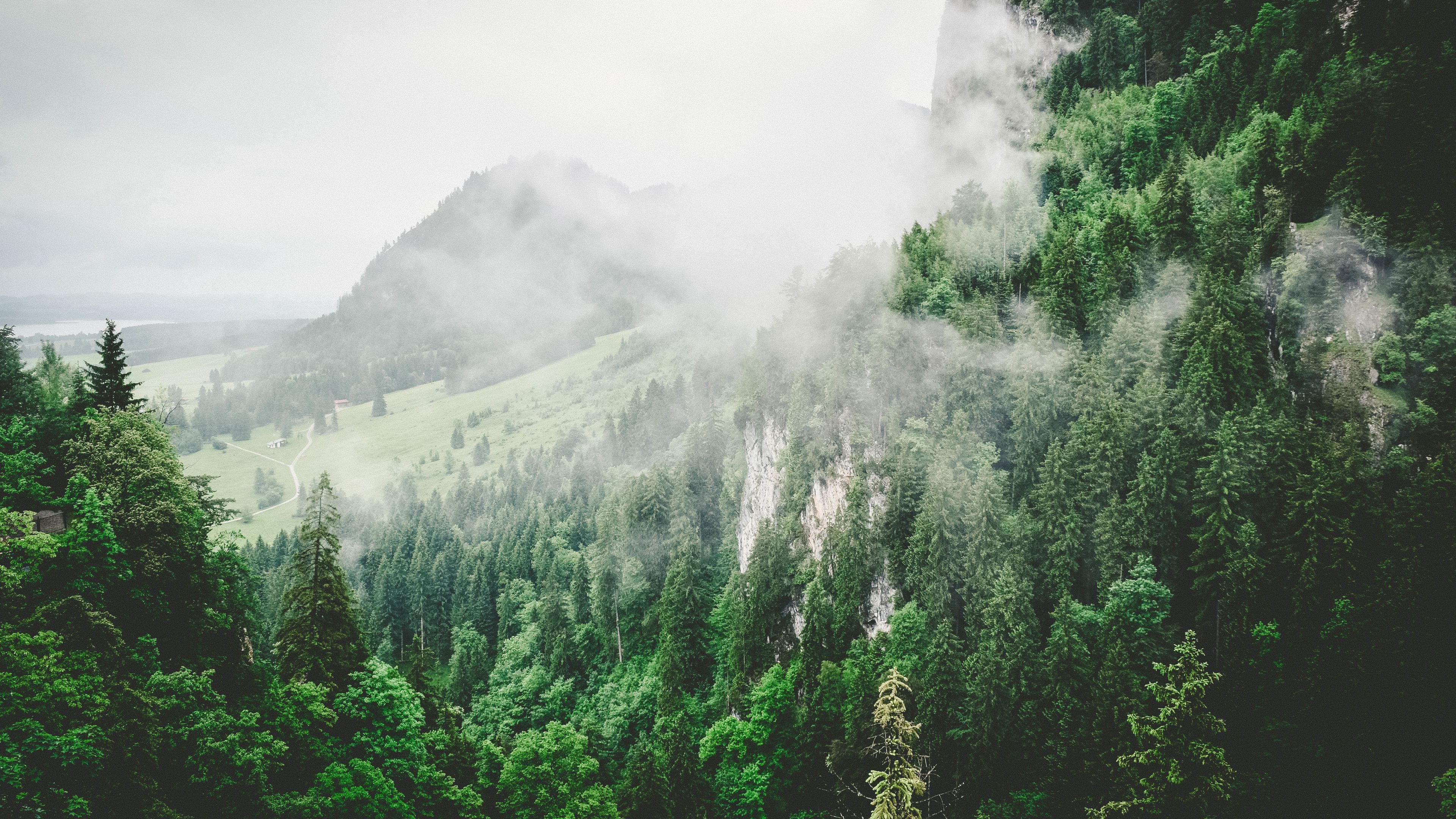 Wallpaper / trees, mountains, fog, summer, 4k free download