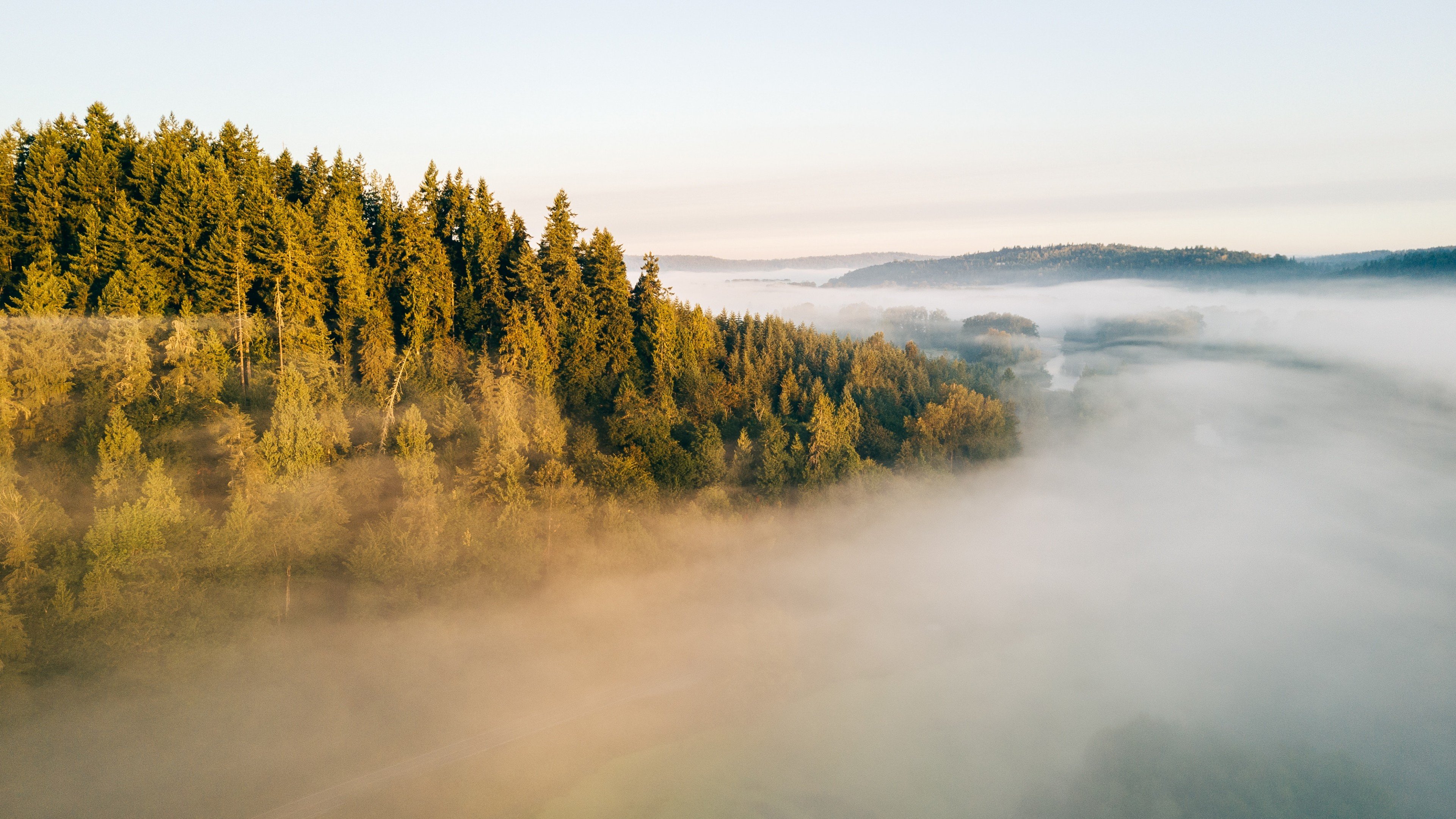 Forest in mist Wallpaper 4k Ultra HD